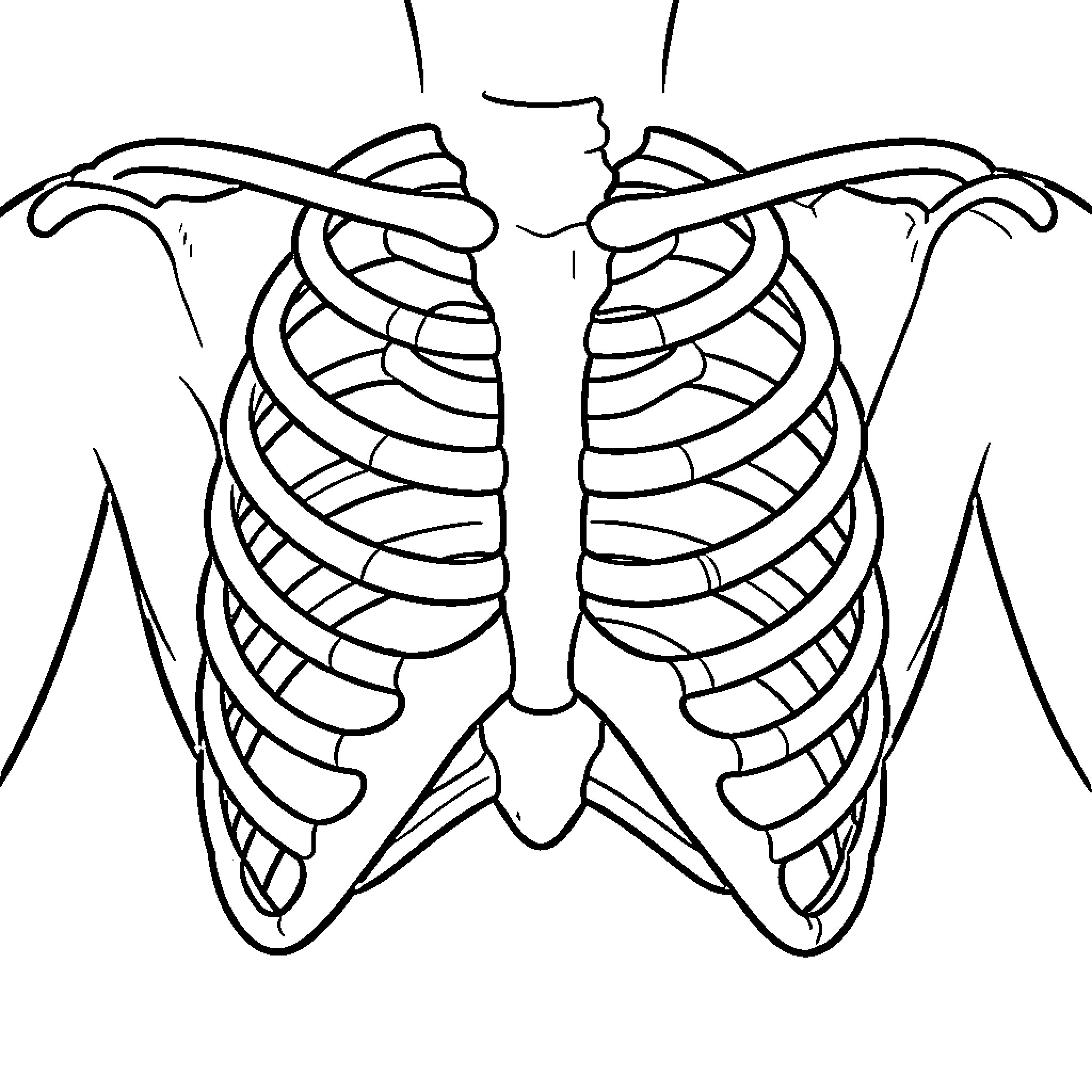 Sternum outline with detailed rib cage structure Coloring Page (free black-and-white line drawing printable PDF for all, from beginners to advanced learners, including children, teens, adults, and seniors)
