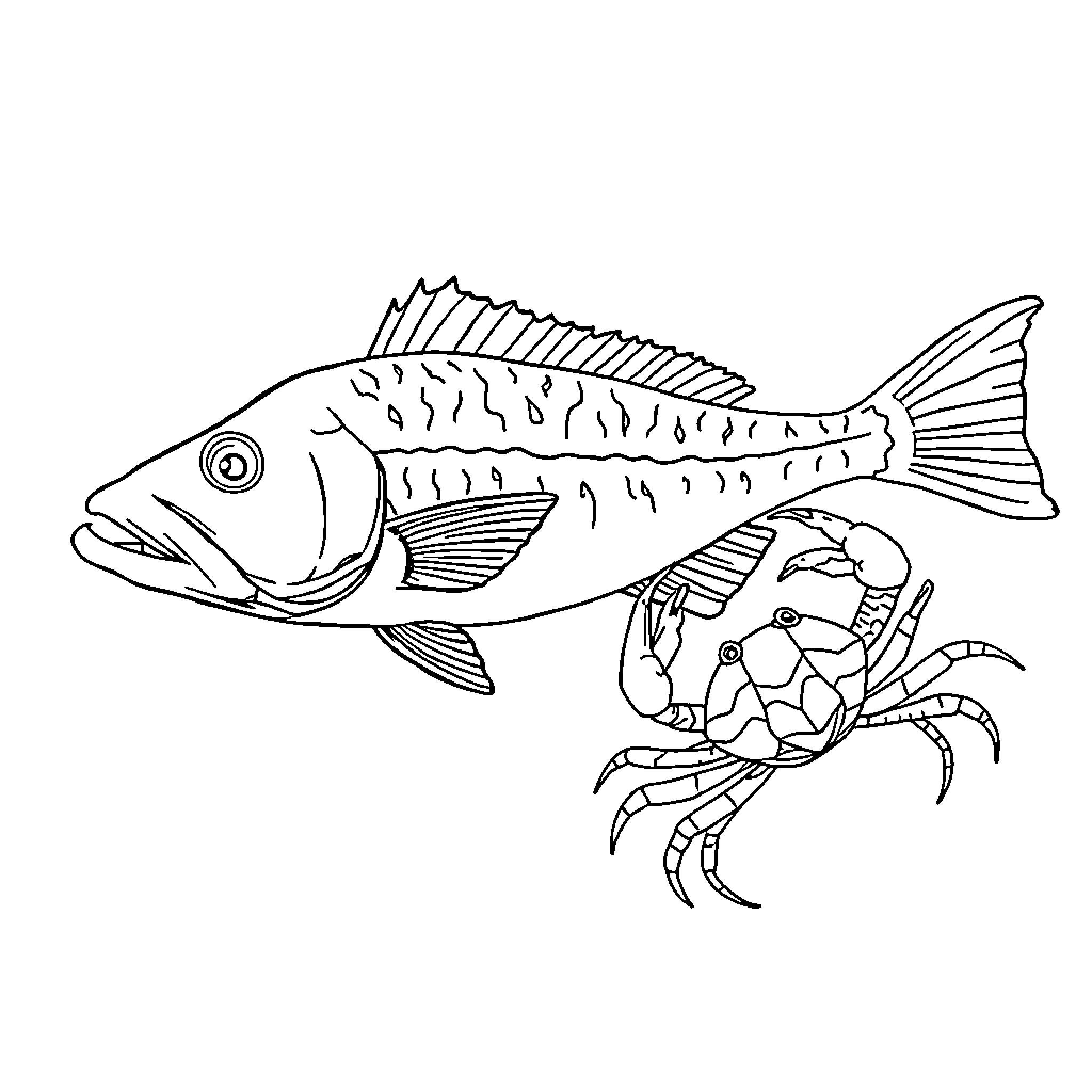 Barramundi exploring with a curious crab Coloring Page (free black-and-white line drawing printable PDF for all, from beginners to advanced learners, including children, teens, adults, and seniors)