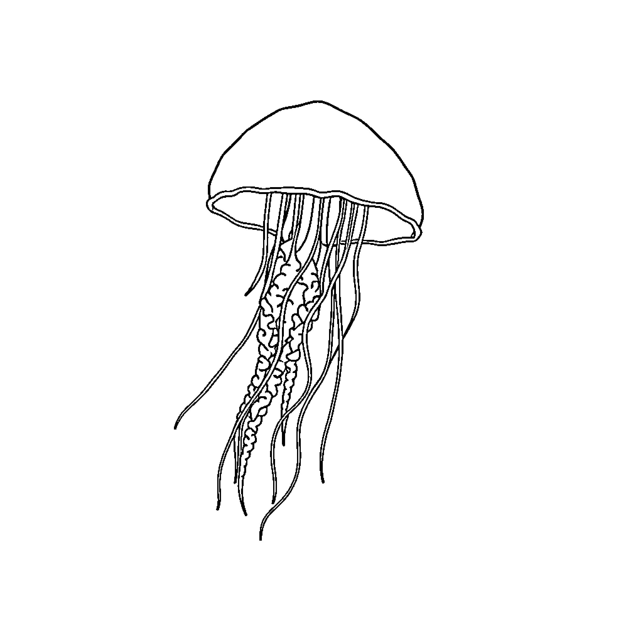 Jellyfish floating gracefully in the water Coloring Page (free black-and-white line drawing printable PDF for all, from beginners to advanced learners, including children, teens, adults, and seniors)