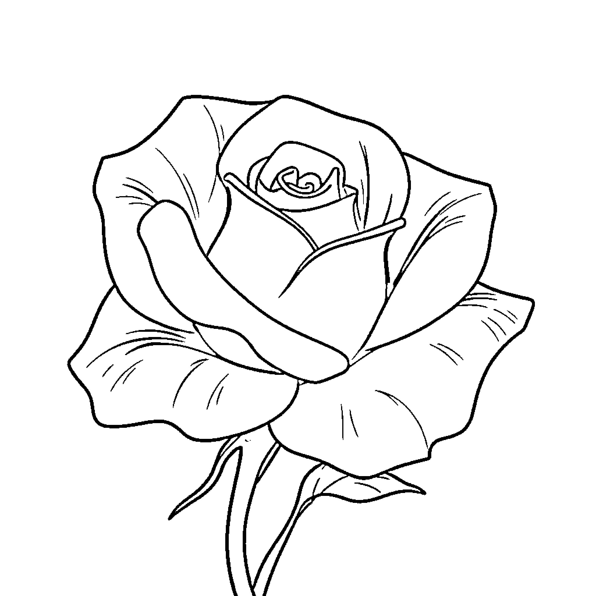 Rose blooming with elegant petals Coloring Page (free black-and-white line drawing printable PDF for all, from beginners to advanced learners, including children, teens, adults, and seniors)
