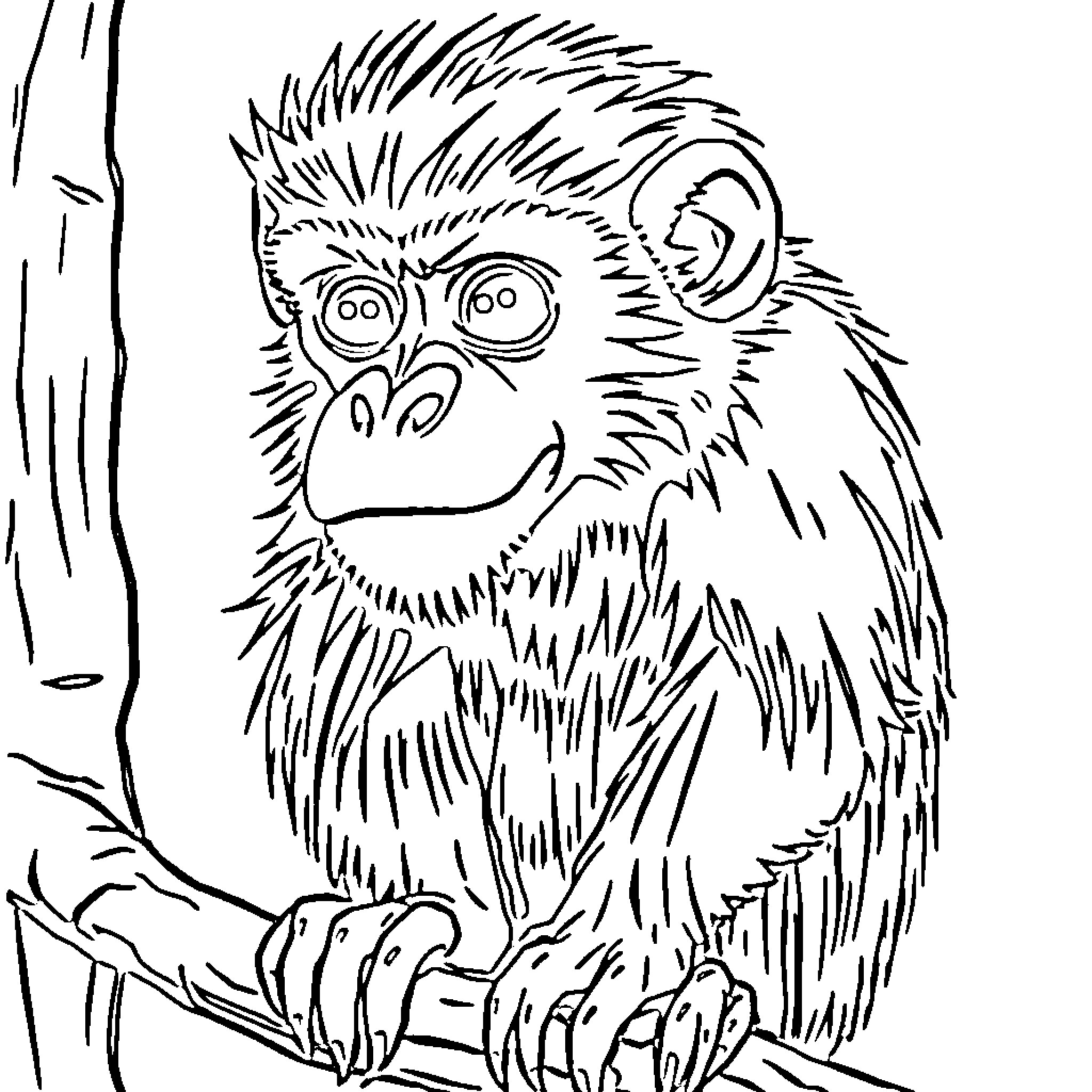 Capuchino the Curious Monkey Coloring Page (free black-and-white line drawing printable PDF for all, from beginners to advanced learners, including children, teens, adults, and seniors)