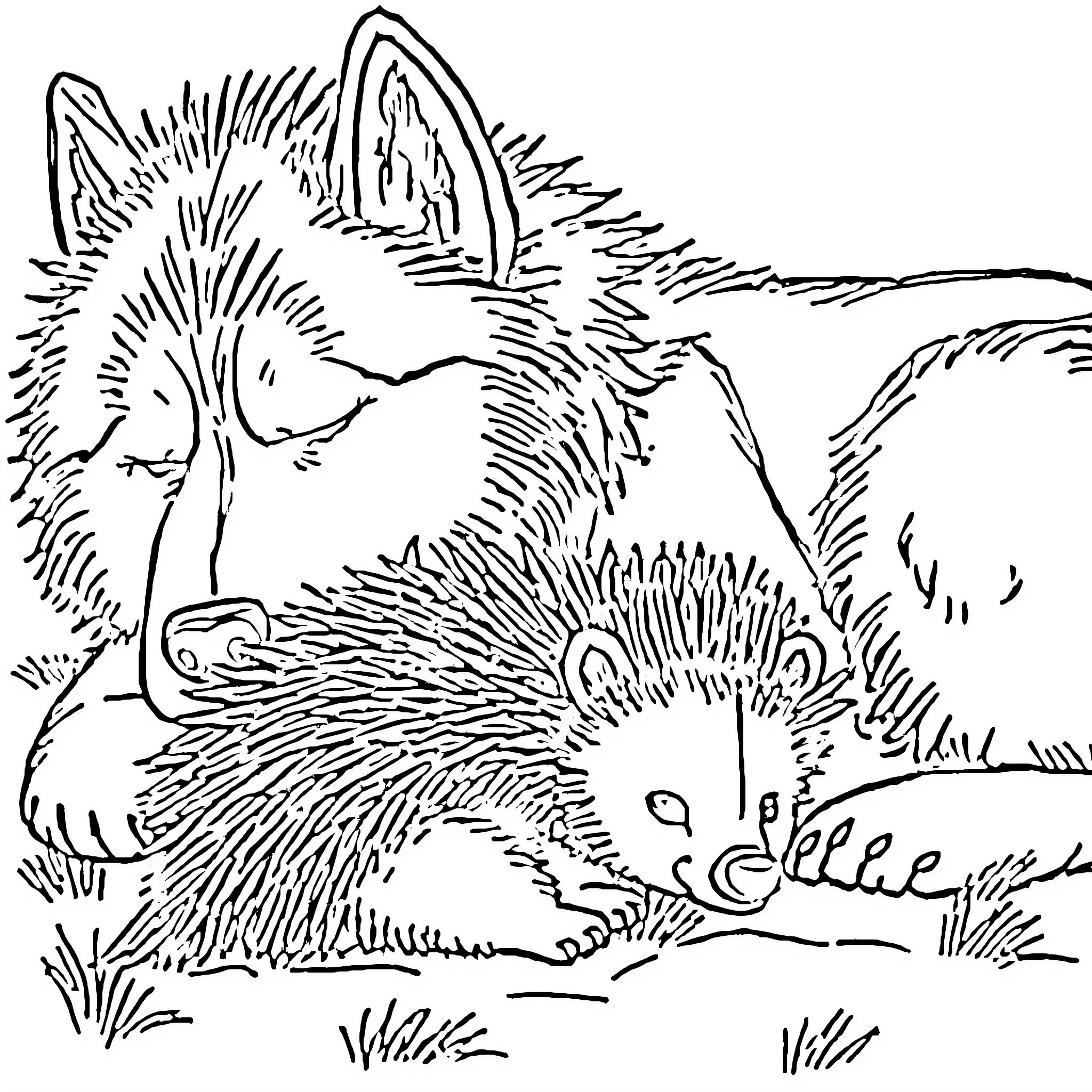Husky curled up comfortably in the wilderness Coloring Page (free black-and-white line drawing printable PDF for all, from beginners to advanced learners, including children, teens, adults, and seniors)