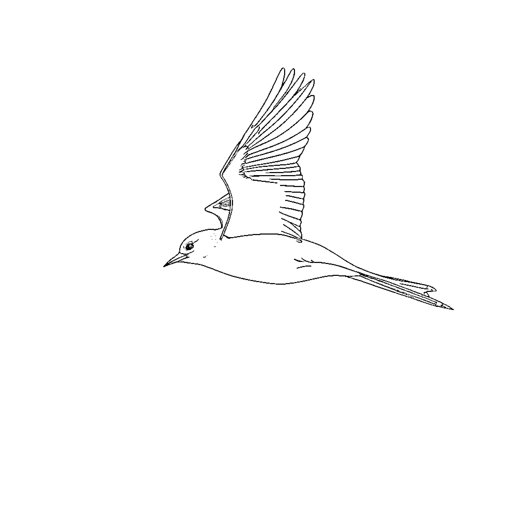 Kolea soaring gracefully through the sky Coloring Page (free black-and-white line drawing printable PDF for all, from beginners to advanced learners, including children, teens, adults, and seniors)