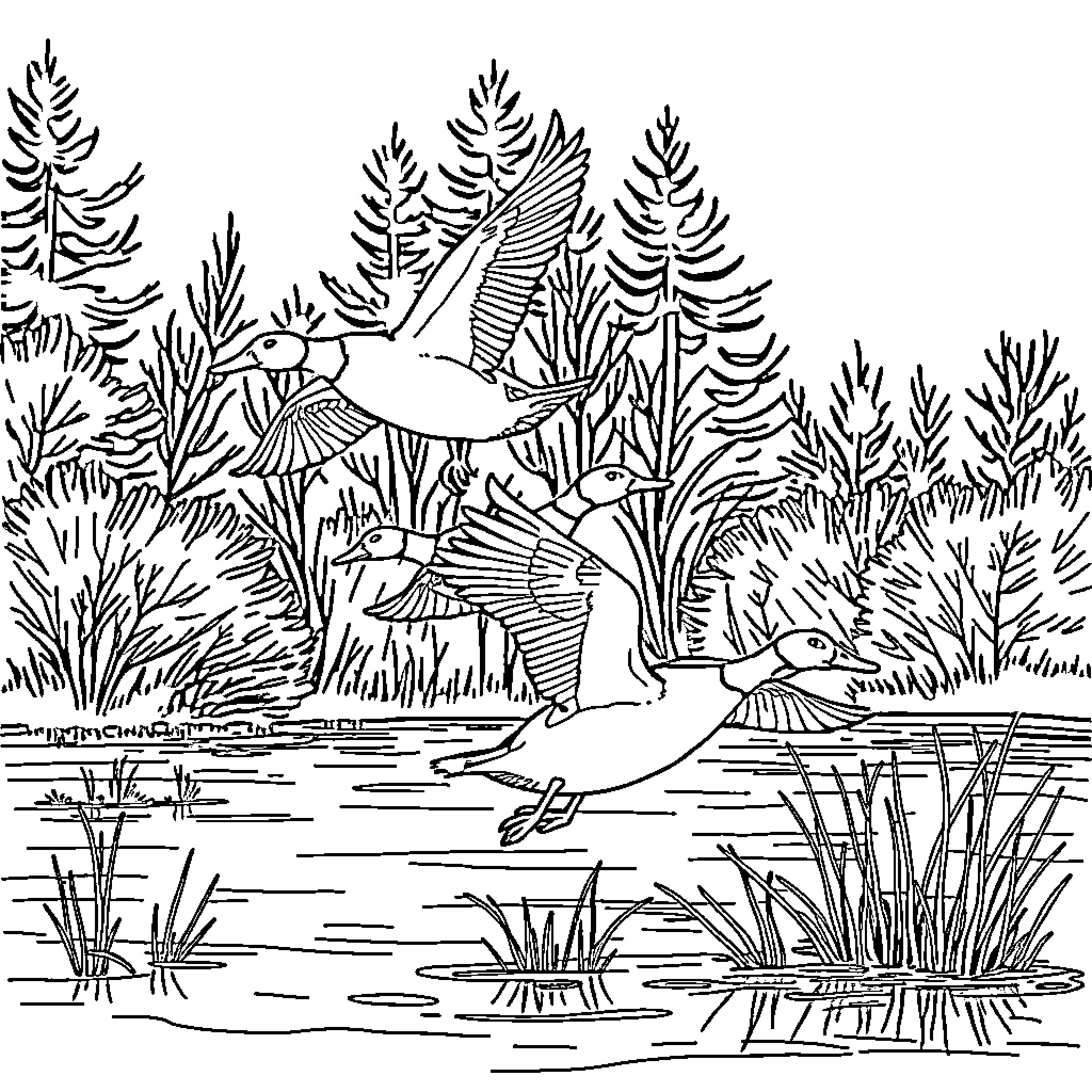 Duck swimming in the forest pond Coloring Page (free black-and-white line drawing printable PDF for all, from beginners to advanced learners, including children, teens, adults, and seniors)