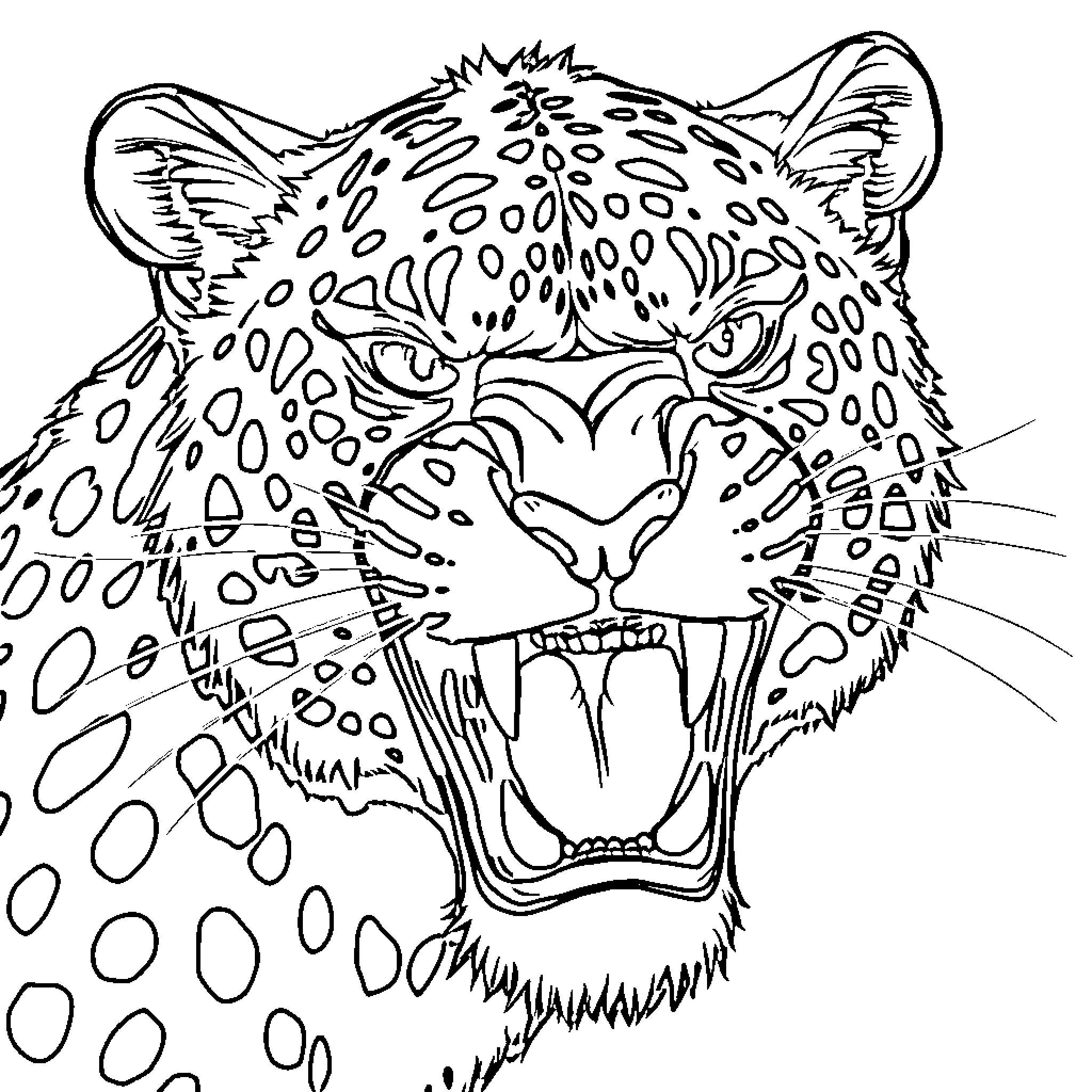 Leopard growling ferociously with open mouth Coloring Page (free black-and-white line drawing printable PDF for all, from beginners to advanced learners, including children, teens, adults, and seniors)