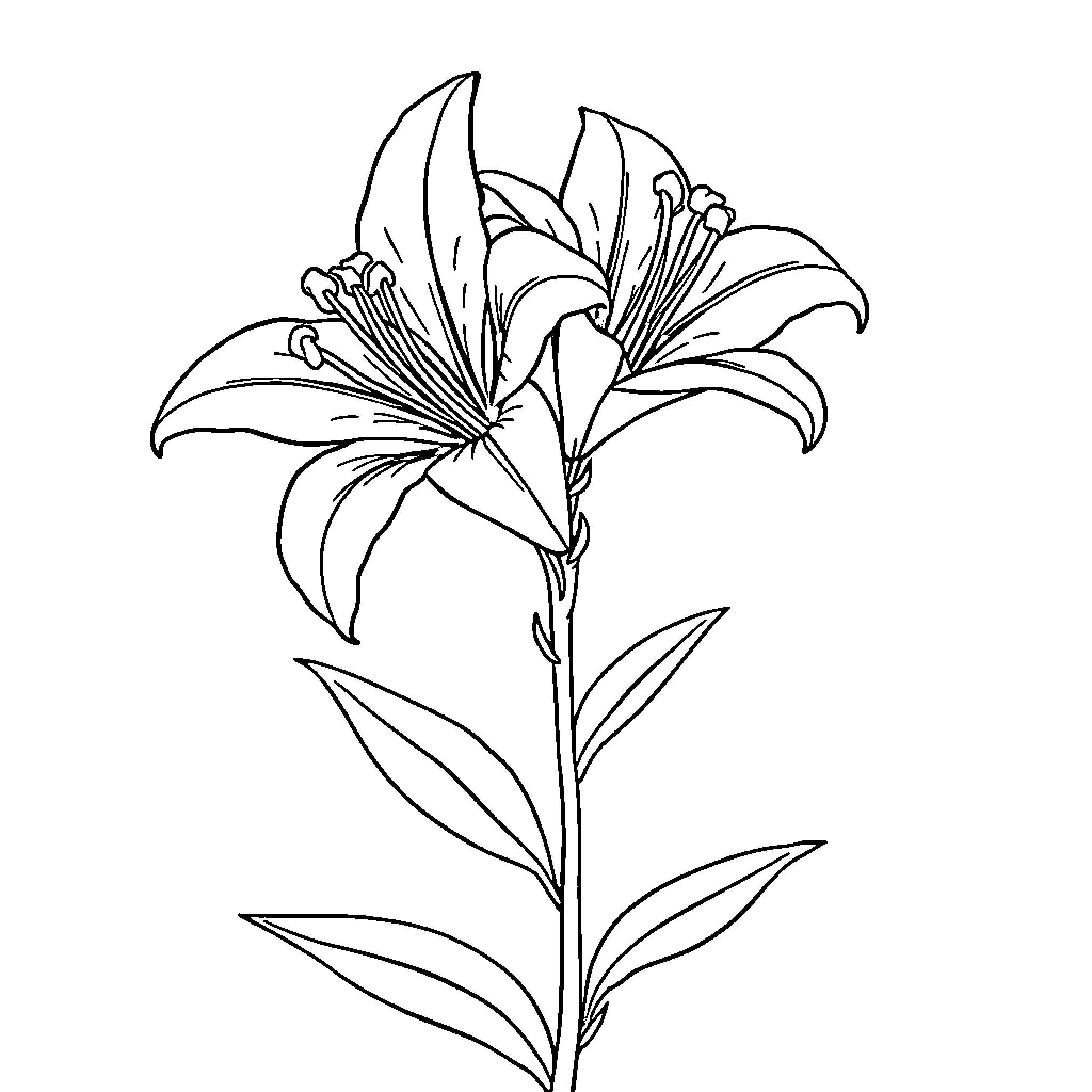 Lily blooming beautifully in the garden Coloring Page (free black-and-white line drawing printable PDF for all, from beginners to advanced learners, including children, teens, adults, and seniors)
