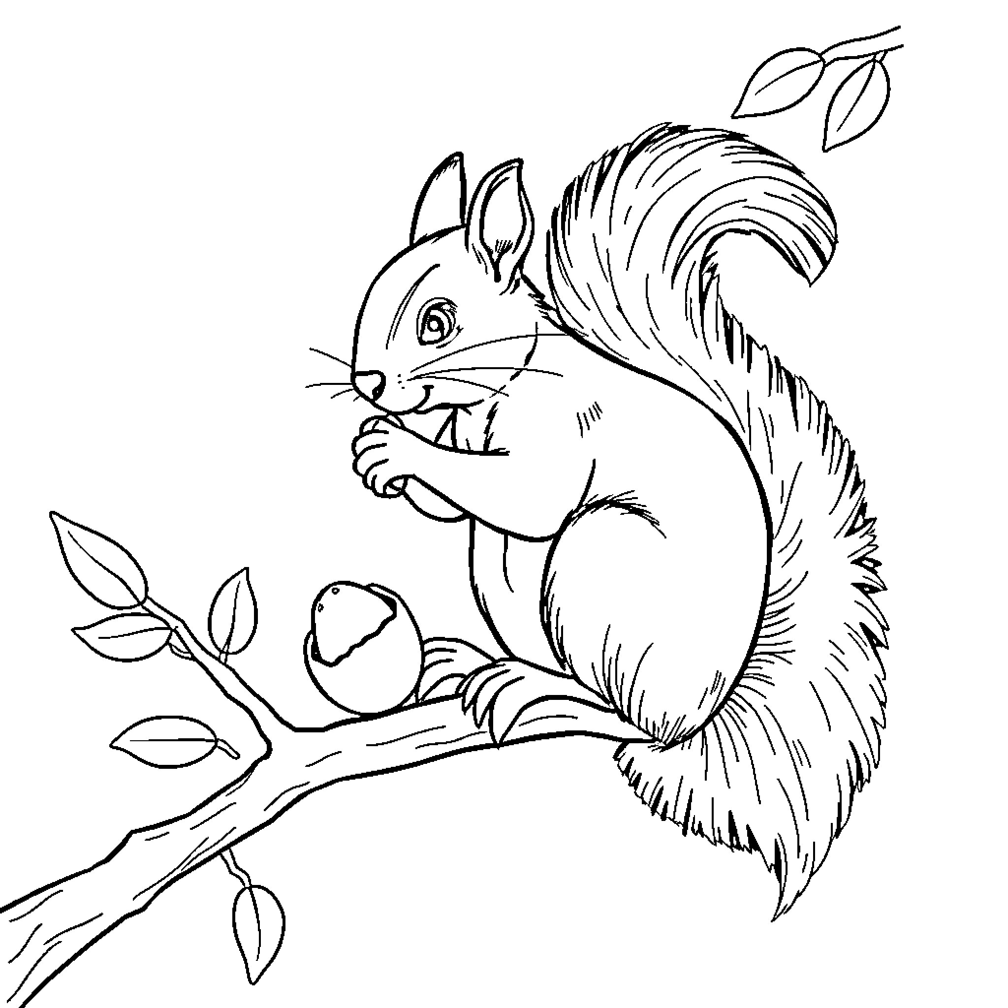 Squirrel enjoying a snack on the branch Coloring Page (free black-and-white line drawing printable PDF for all, from beginners to advanced learners, including children, teens, adults, and seniors)