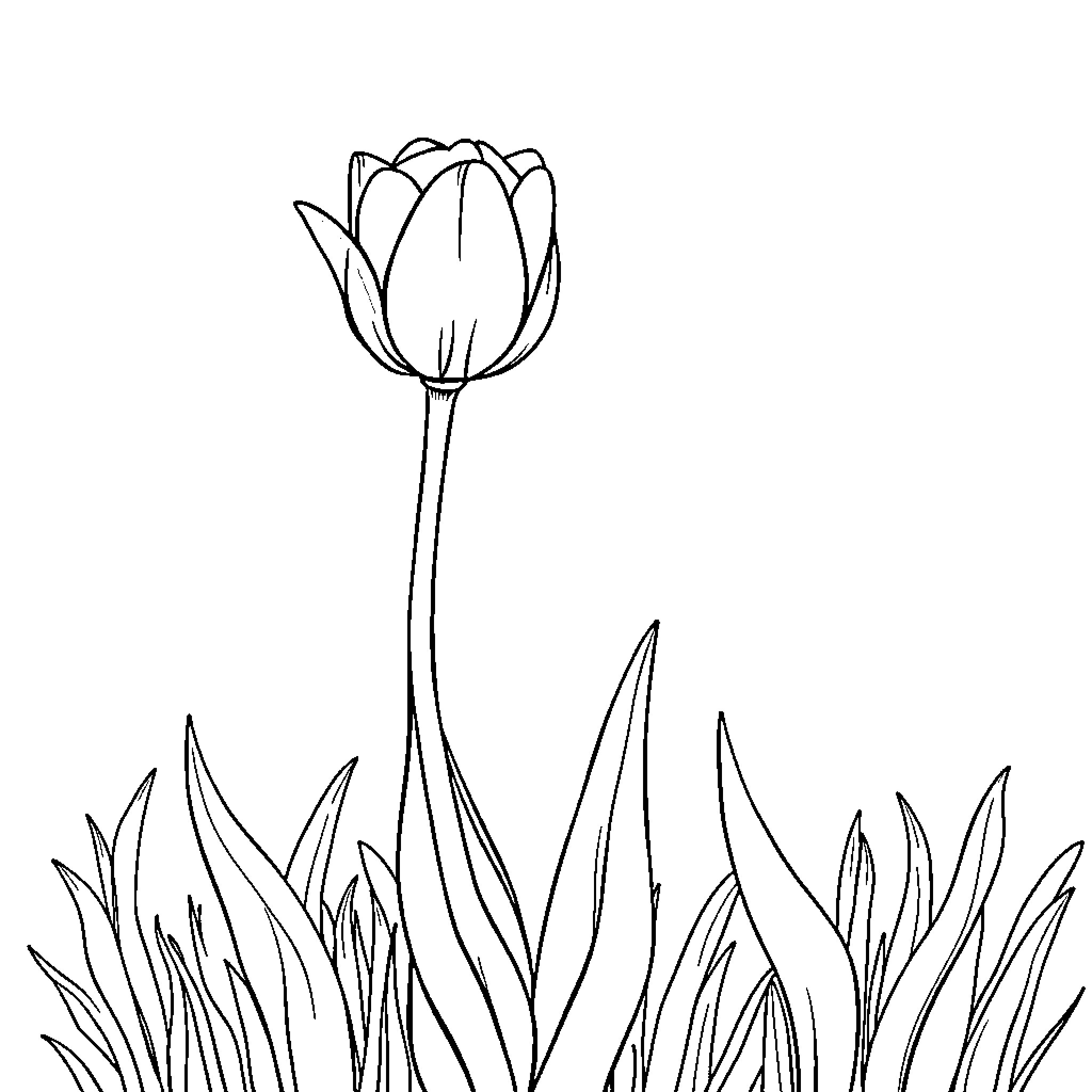 Tulip standing tall amidst lush greenery Coloring Page (free black-and-white line drawing printable PDF for all, from beginners to advanced learners, including children, teens, adults, and seniors)