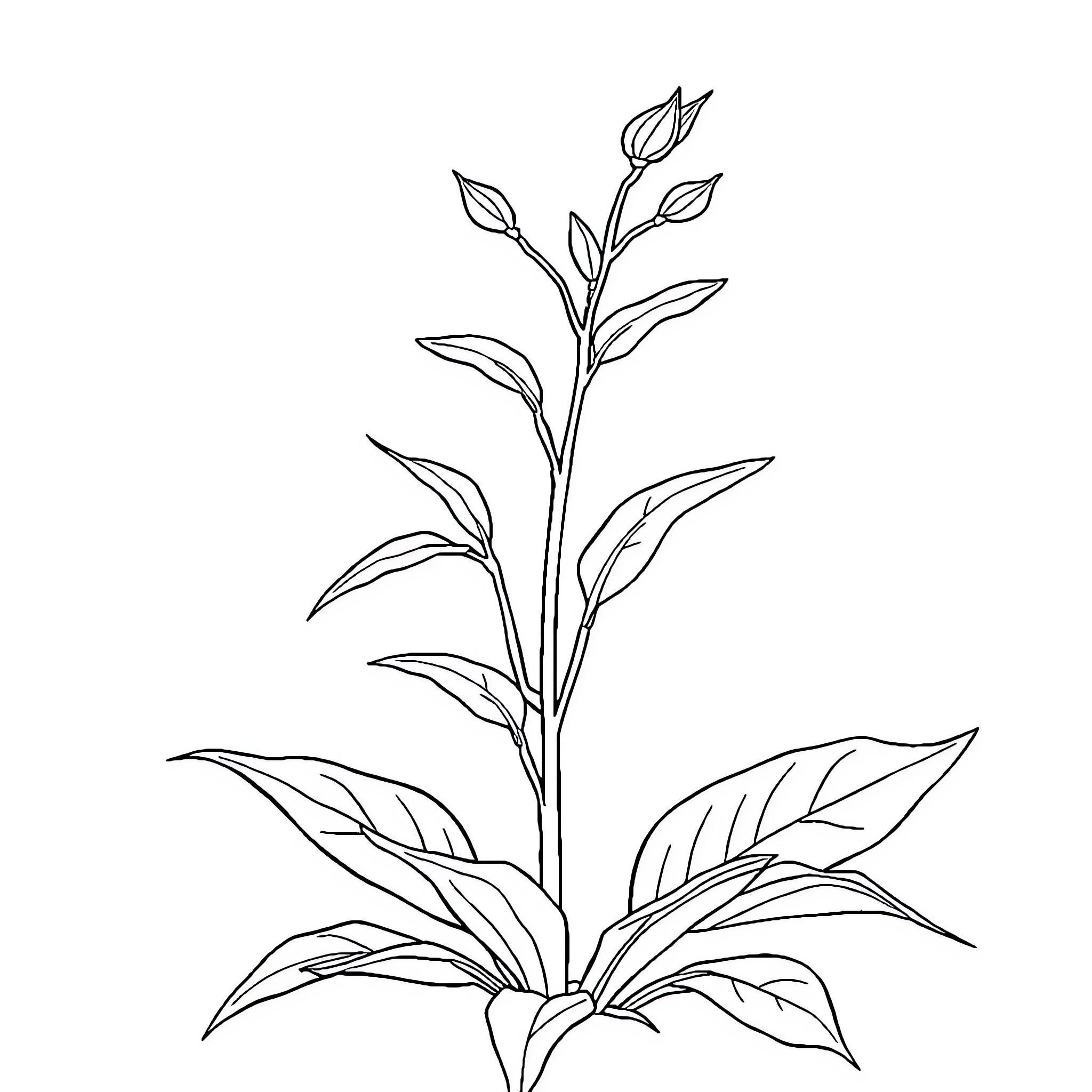 Weed plant with tall stems and leaves Coloring Page (free black-and-white line drawing printable PDF for all, from beginners to advanced learners, including children, teens, adults, and seniors)