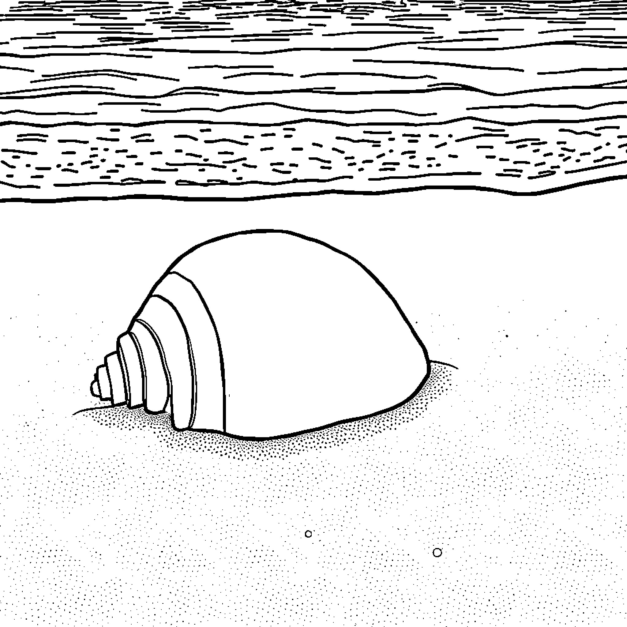 Sea Shell washed up on the beach Coloring Page (free black-and-white line drawing printable PDF for all, from beginners to advanced learners, including children, teens, adults, and seniors)