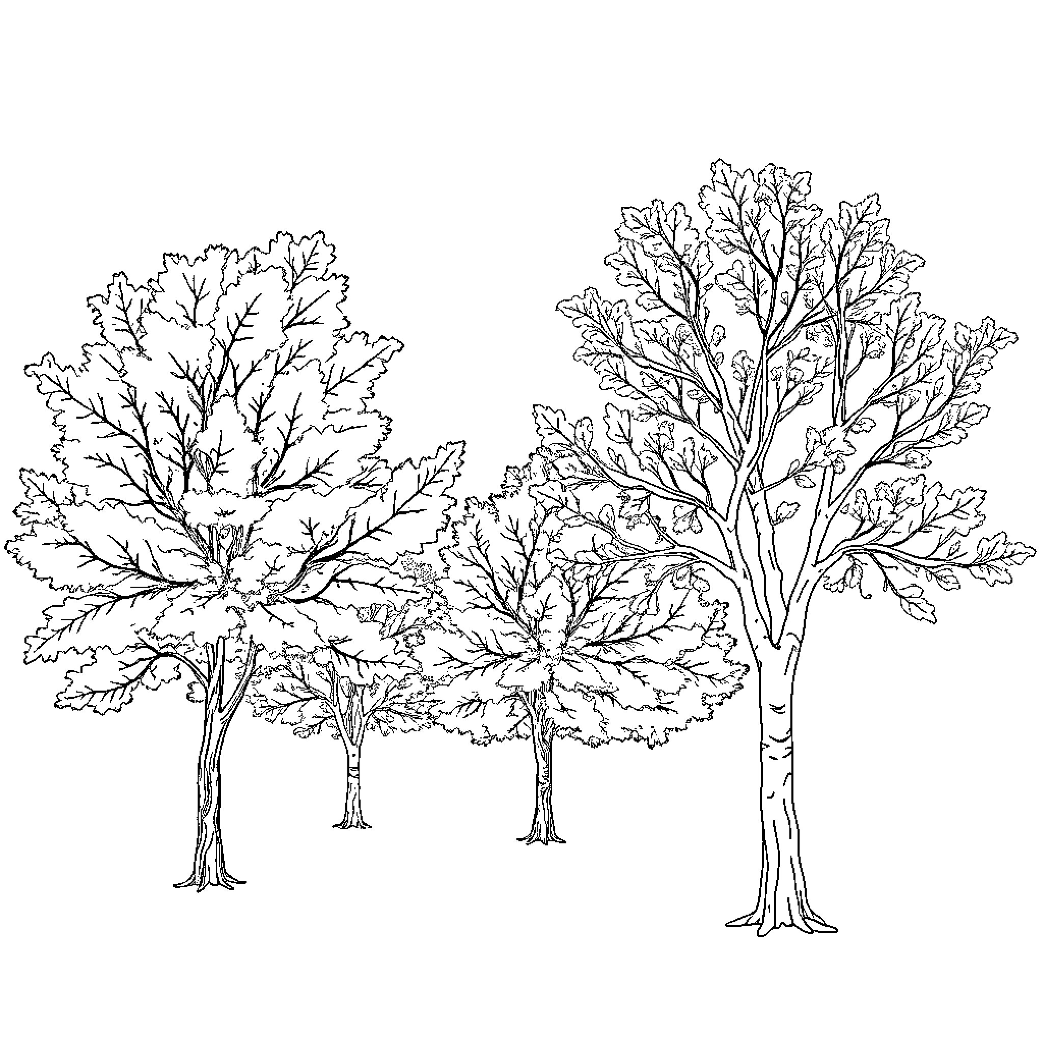 Tree silhouettes in winter forest Coloring Page (free black-and-white line drawing printable PDF for all, from beginners to advanced learners, including children, teens, adults, and seniors)