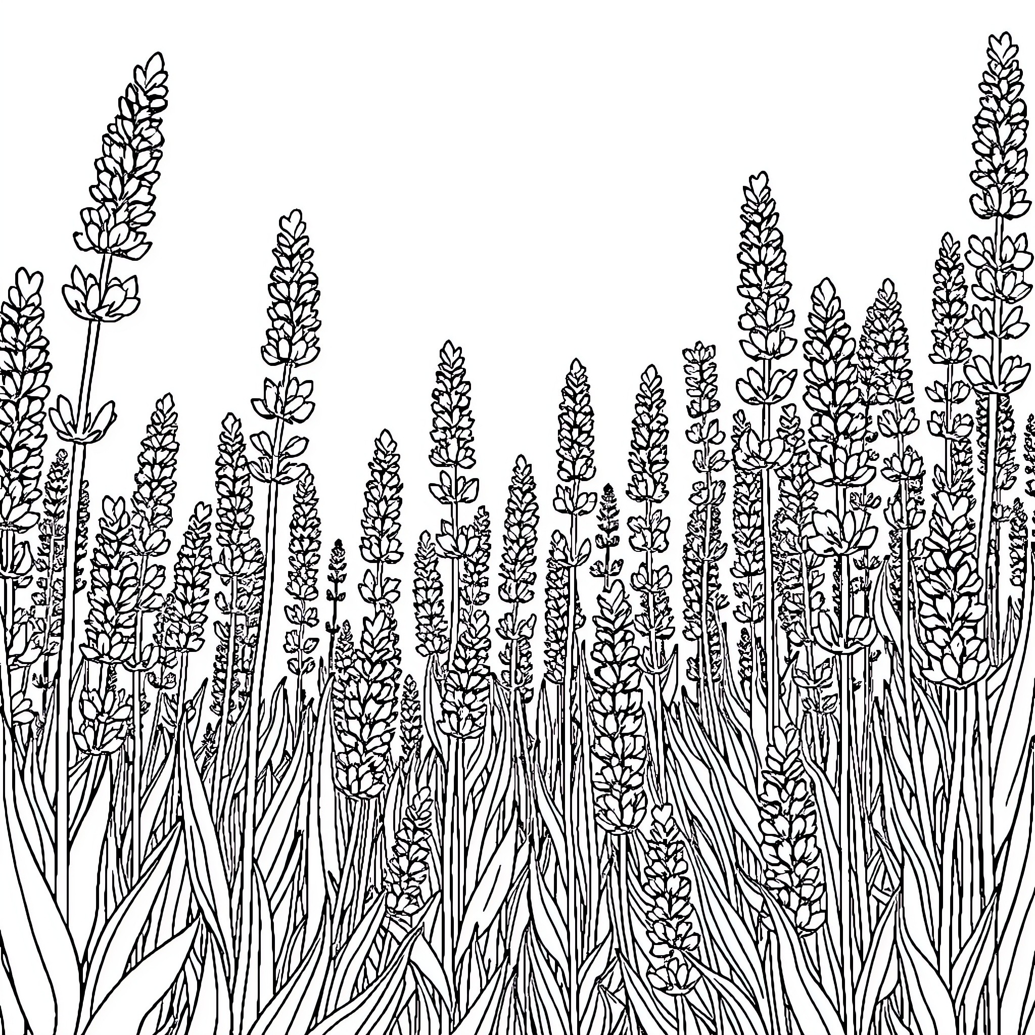Lavender Field Illustration with Intricate Floral Patterns Coloring Page (free black-and-white line drawing printable PDF for all, from beginners to advanced learners, including children, teens, adults, and seniors)