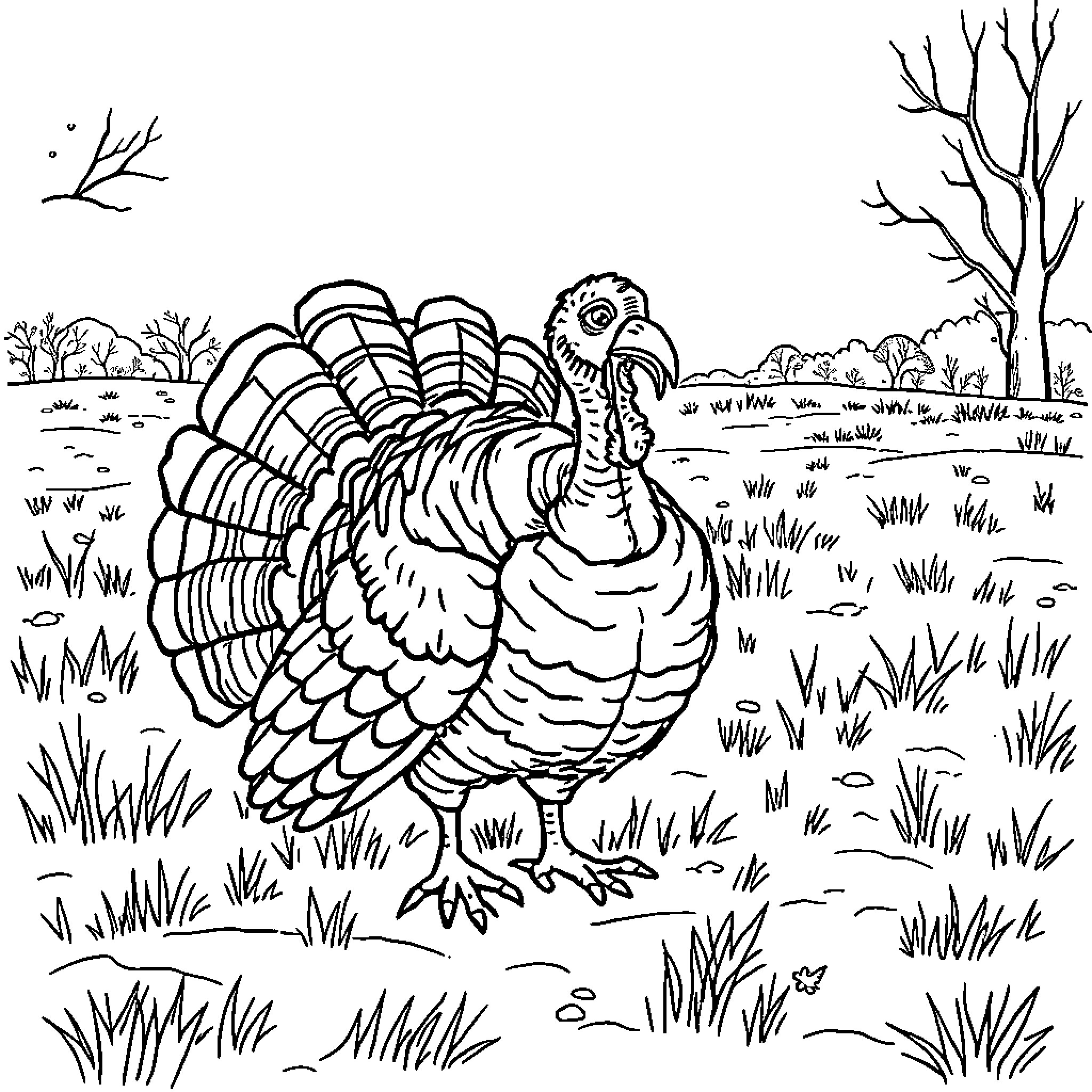 Turkey strutting through the meadow Coloring Page (free black-and-white line drawing printable PDF for all, from beginners to advanced learners, including children, teens, adults, and seniors)