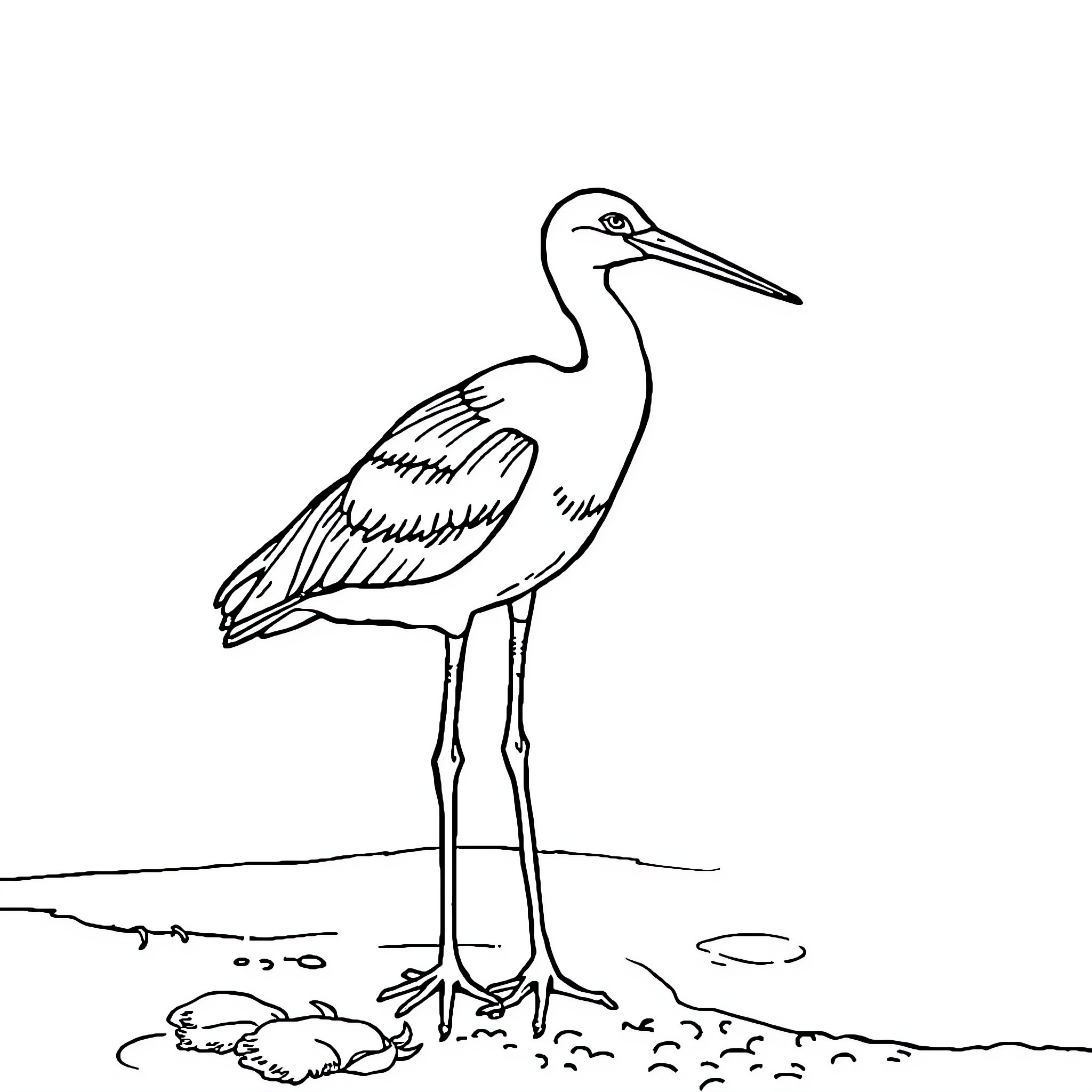 Avocet standing tall in its natural habitat Coloring Page (free black-and-white line drawing printable PDF for all, from beginners to advanced learners, including children, teens, adults, and seniors)