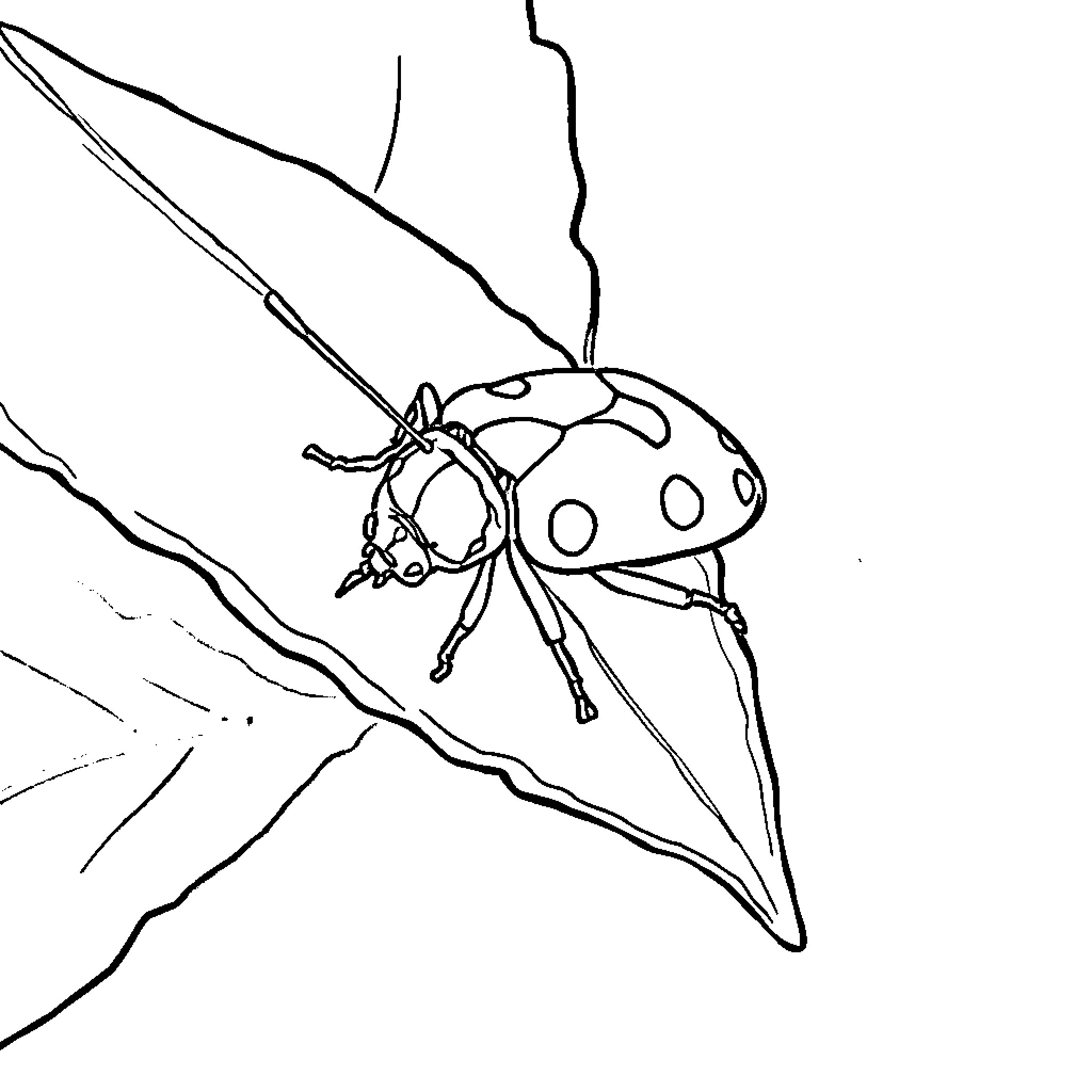 Stink Bug Crawling on Leaf Coloring Page (free black-and-white line drawing printable PDF for all, from beginners to advanced learners, including children, teens, adults, and seniors)
