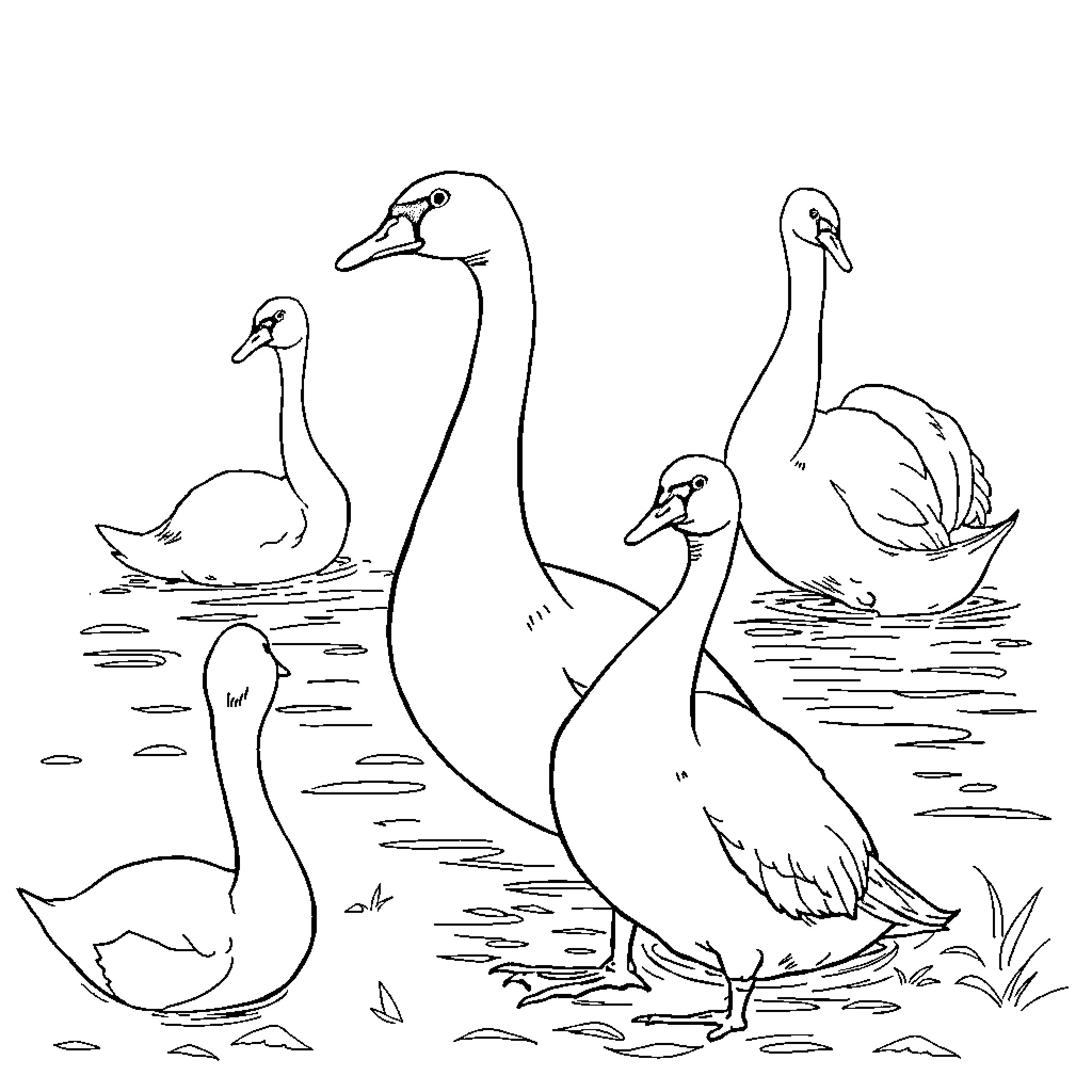 Swan Family Enjoying Peaceful Pond Coloring Page (free black-and-white line drawing printable PDF for all, from beginners to advanced learners, including children, teens, adults, and seniors)