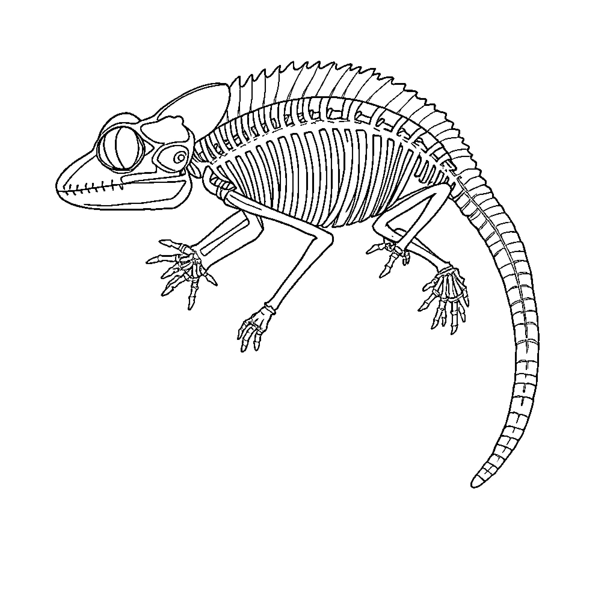 Chameleon Skeleton Anatomy Illustration Coloring Page (free black-and-white line drawing printable PDF for all, from beginners to advanced learners, including children, teens, adults, and seniors)