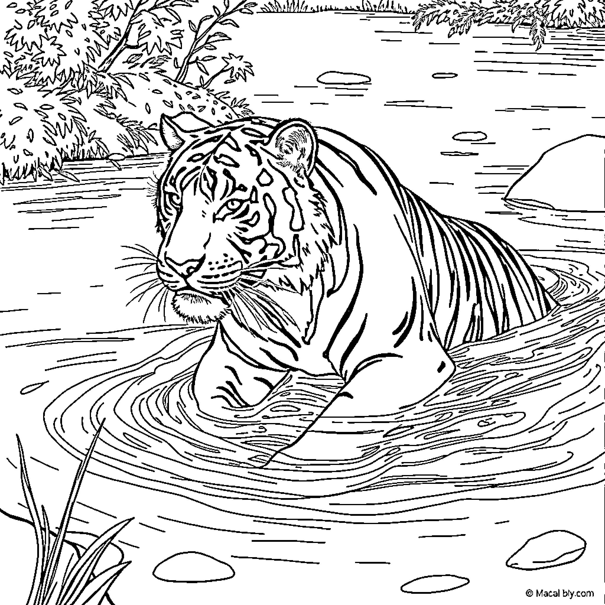 Tigre swimming in the calm river Coloring Page (free black-and-white line drawing printable PDF for all, from beginners to advanced learners, including children, teens, adults, and seniors)