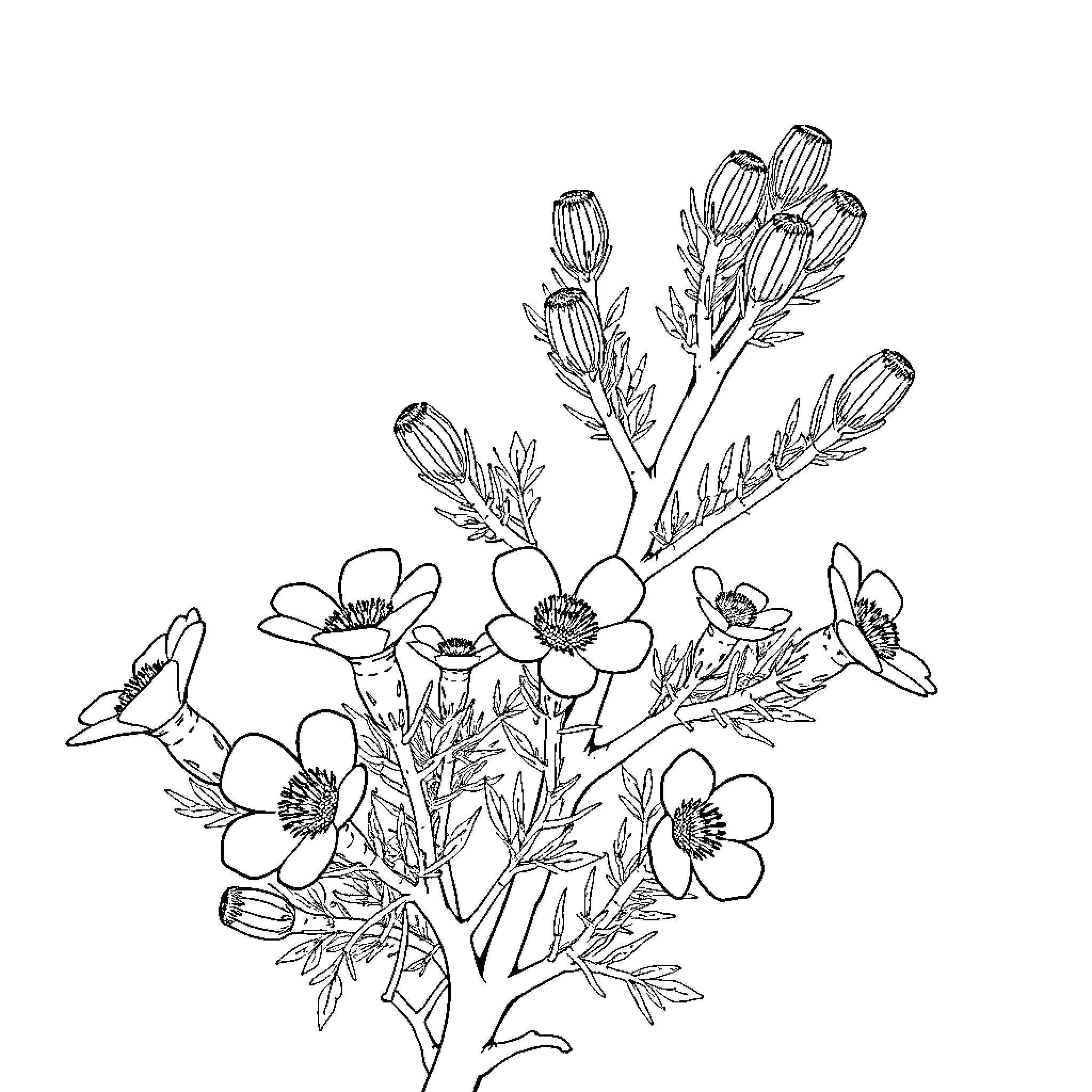 Brittlebush Wildflowers in Bloom Coloring Page (free black-and-white line drawing printable PDF for all, from beginners to advanced learners, including children, teens, adults, and seniors)
