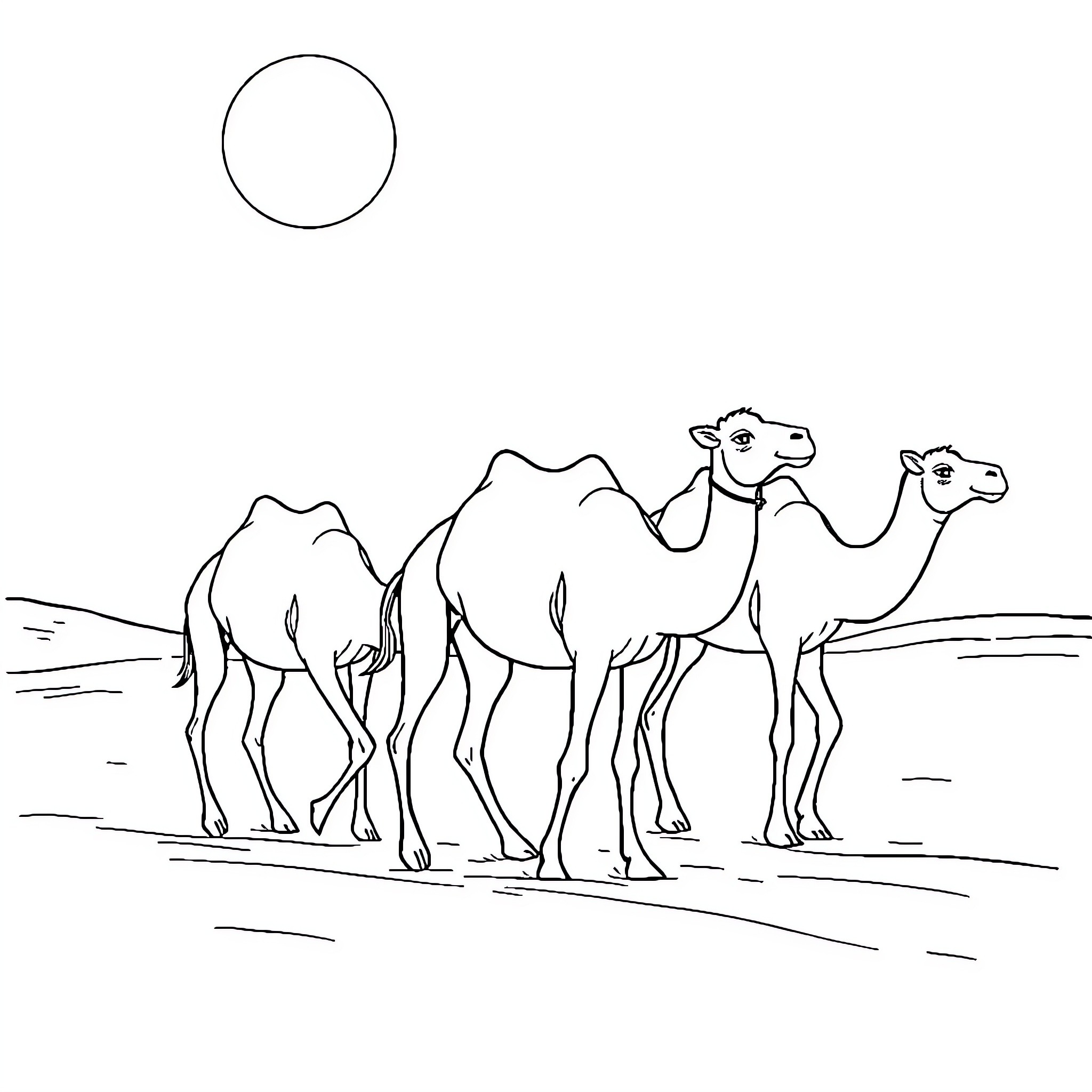 Camels walking together in the desert Coloring Page (free black-and-white line drawing printable PDF for all, from beginners to advanced learners, including children, teens, adults, and seniors)