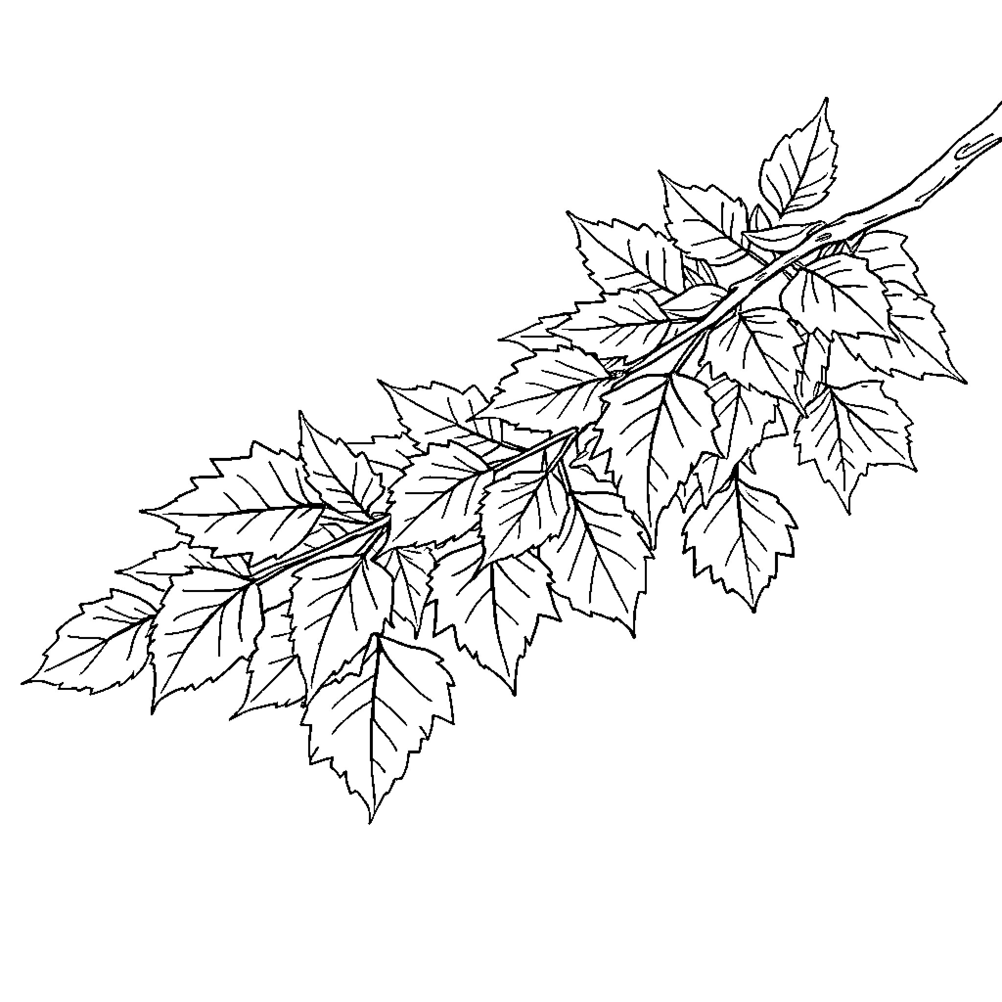 Branch with detailed autumn leaves Coloring Page (free black-and-white line drawing printable PDF for all, from beginners to advanced learners, including children, teens, adults, and seniors)