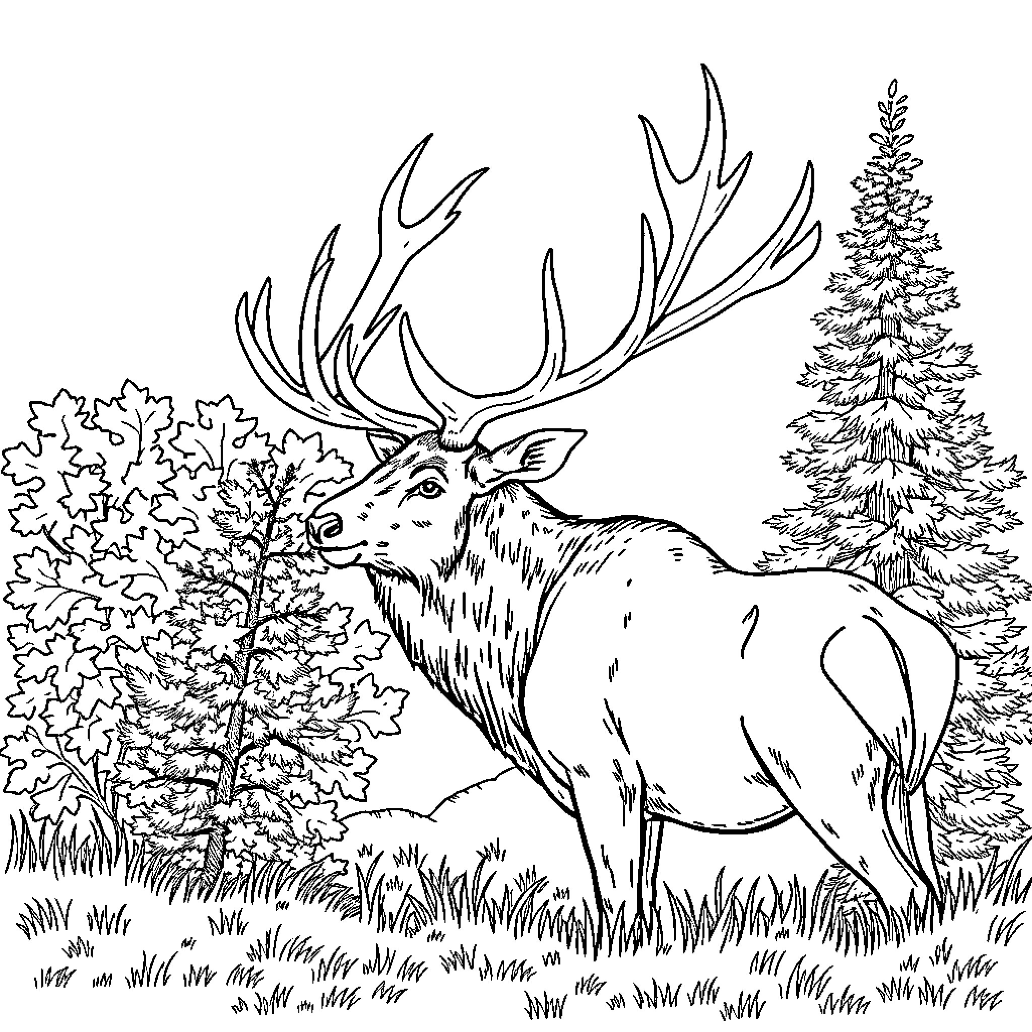 Bull Elk standing in a forest landscape Coloring Page (free black-and-white line drawing printable PDF for all, from beginners to advanced learners, including children, teens, adults, and seniors)