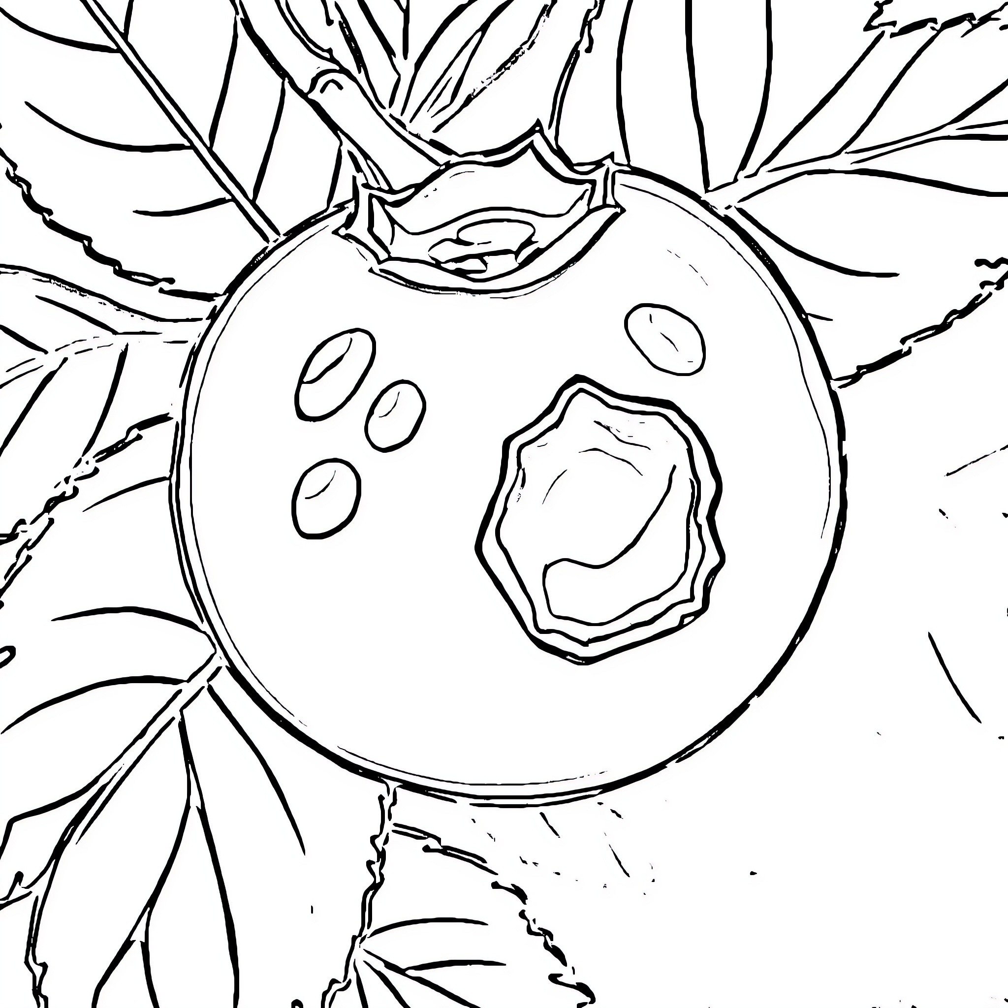 Blueberry fruit on branch with leaves Coloring Page (free black-and-white line drawing printable PDF for all, from beginners to advanced learners, including children, teens, adults, and seniors)