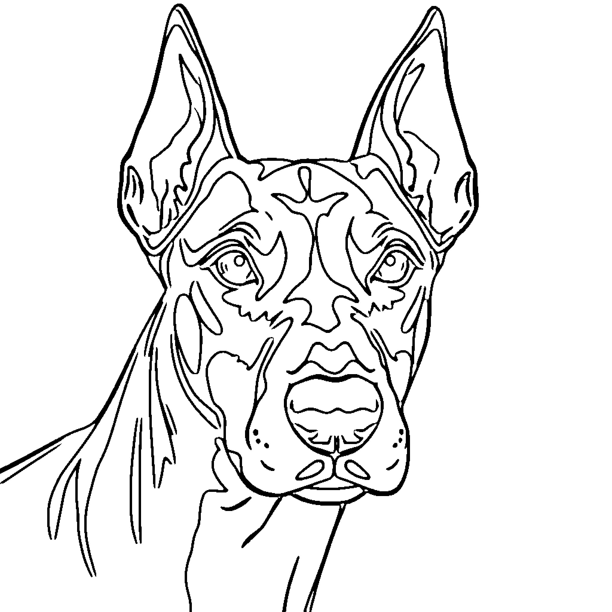Doberman in a playful mood Coloring Page (free black-and-white line drawing printable PDF for all, from beginners to advanced learners, including children, teens, adults, and seniors)