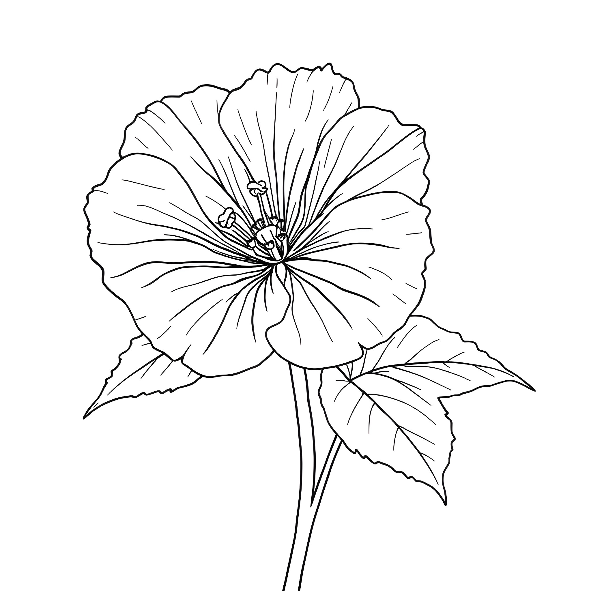 Geranium flower in black and white Coloring Page (free black-and-white line drawing printable PDF for all, from beginners to advanced learners, including children, teens, adults, and seniors)