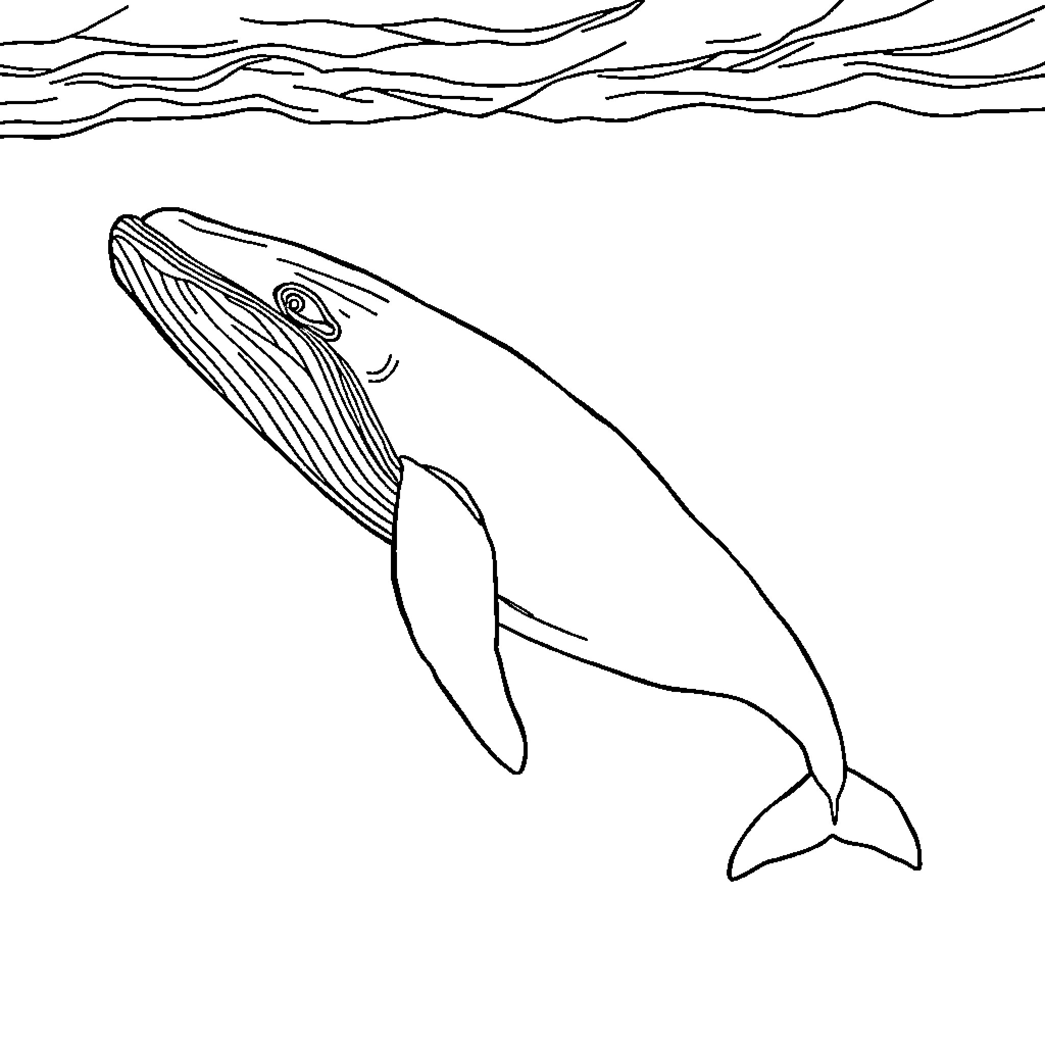 Whale Surfacing from the Ocean Waves Coloring Page (free black-and-white line drawing printable PDF for all, from beginners to advanced learners, including children, teens, adults, and seniors)