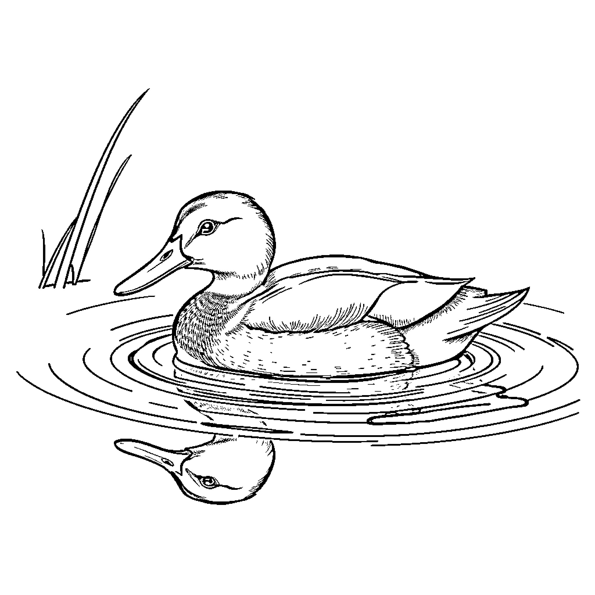 Duck swimming gracefully on the pond Coloring Page (free black-and-white line drawing printable PDF for all, from beginners to advanced learners, including children, teens, adults, and seniors)
