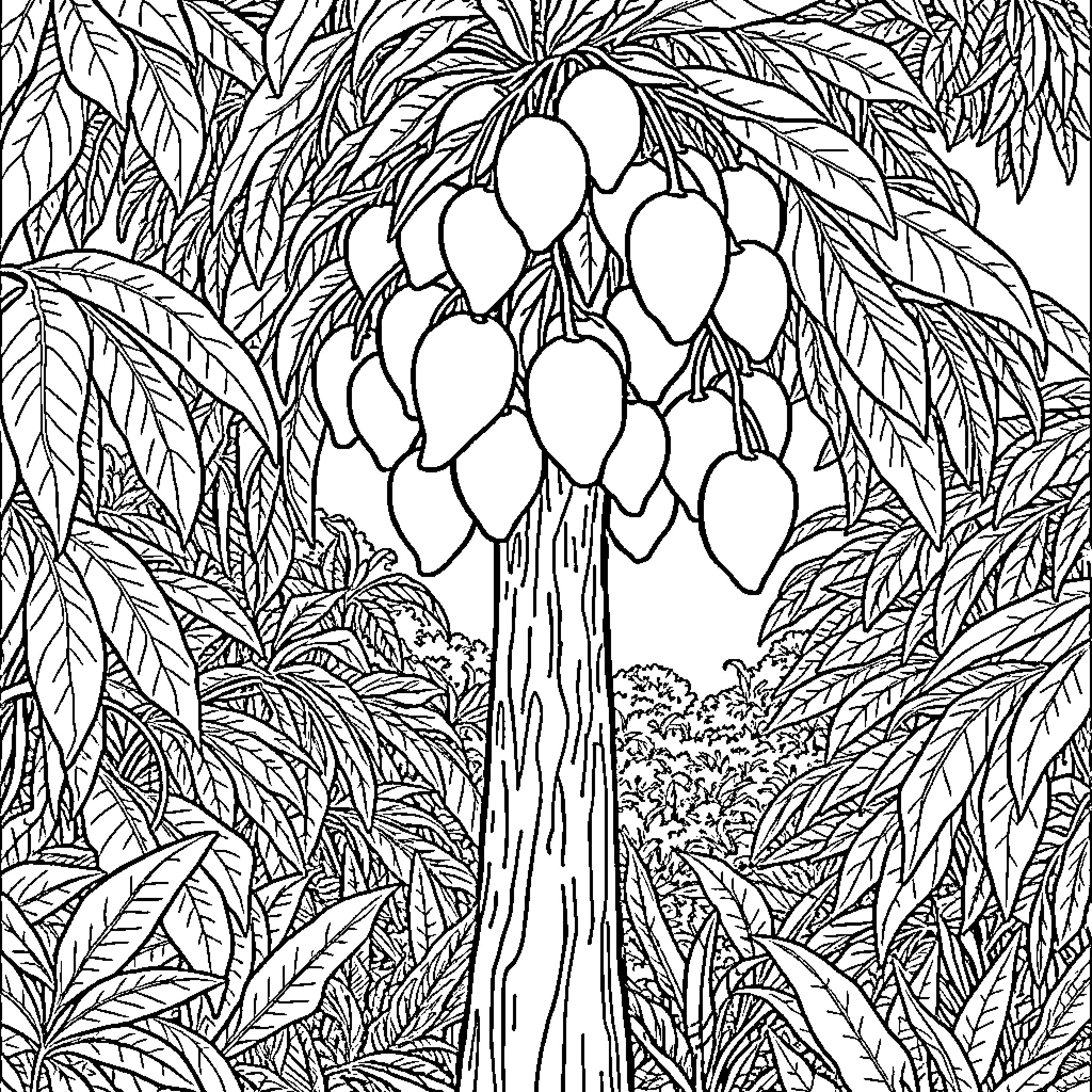 Mango Tree Laden with Ripe Fruit Coloring Page (free black-and-white line drawing printable PDF for all, from beginners to advanced learners, including children, teens, adults, and seniors)