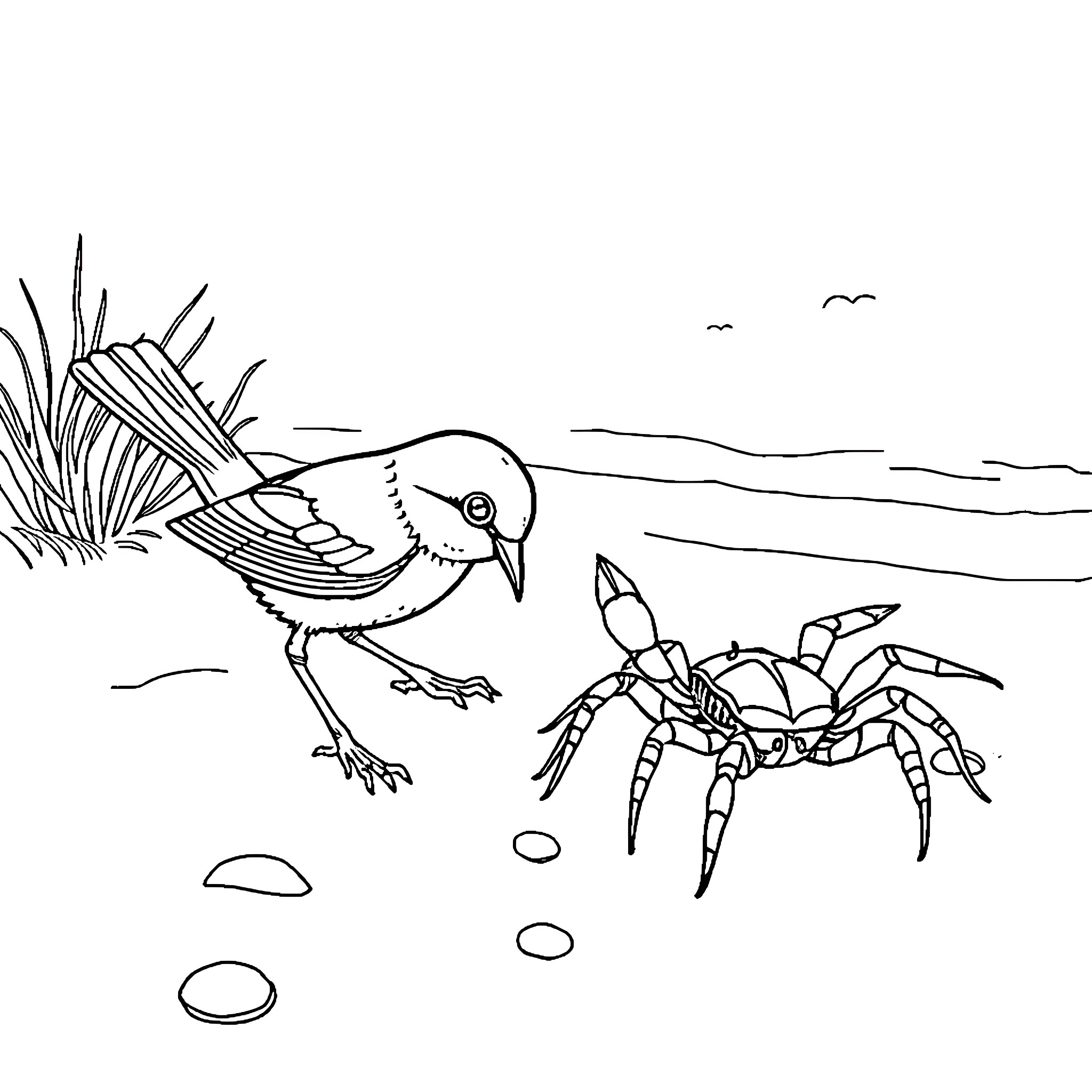 Bird exploring the beach with a crab Coloring Page (free black-and-white line drawing printable PDF for all, from beginners to advanced learners, including children, teens, adults, and seniors)