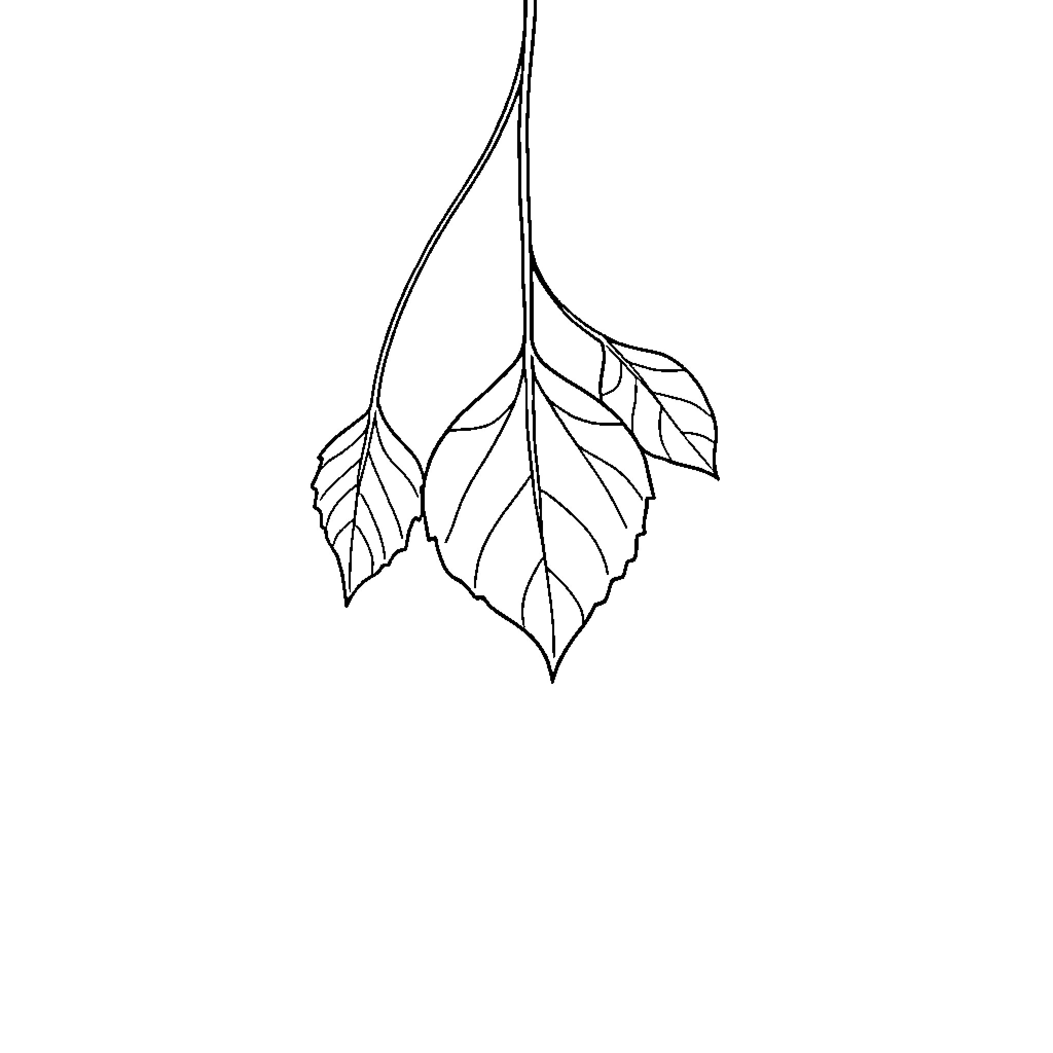 Leaf cluster in black and white Coloring Page (free black-and-white line drawing printable PDF for all, from beginners to advanced learners, including children, teens, adults, and seniors)