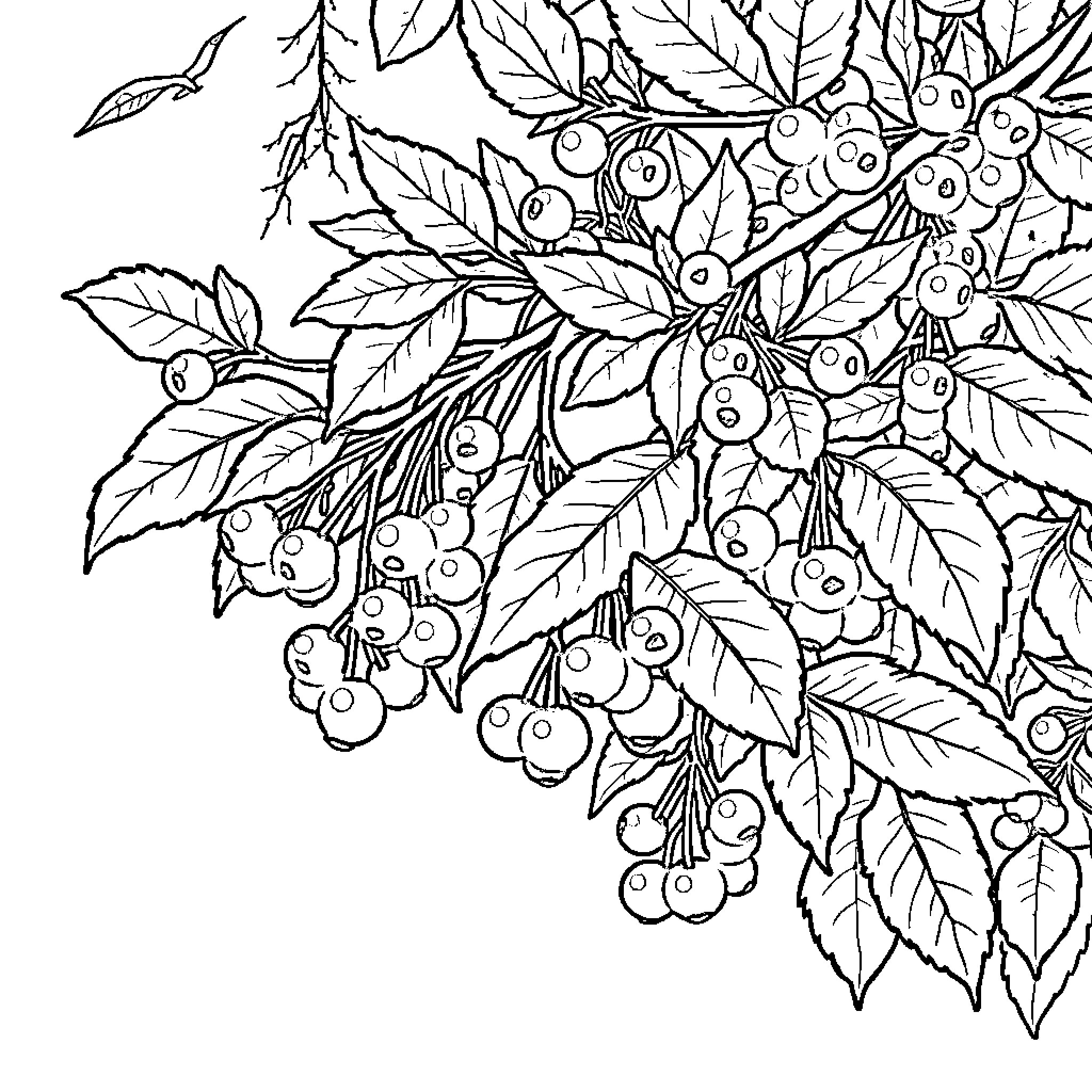 Bear in Autumn Foliage and Berries Coloring Page (free black-and-white line drawing printable PDF for all, from beginners to advanced learners, including children, teens, adults, and seniors)