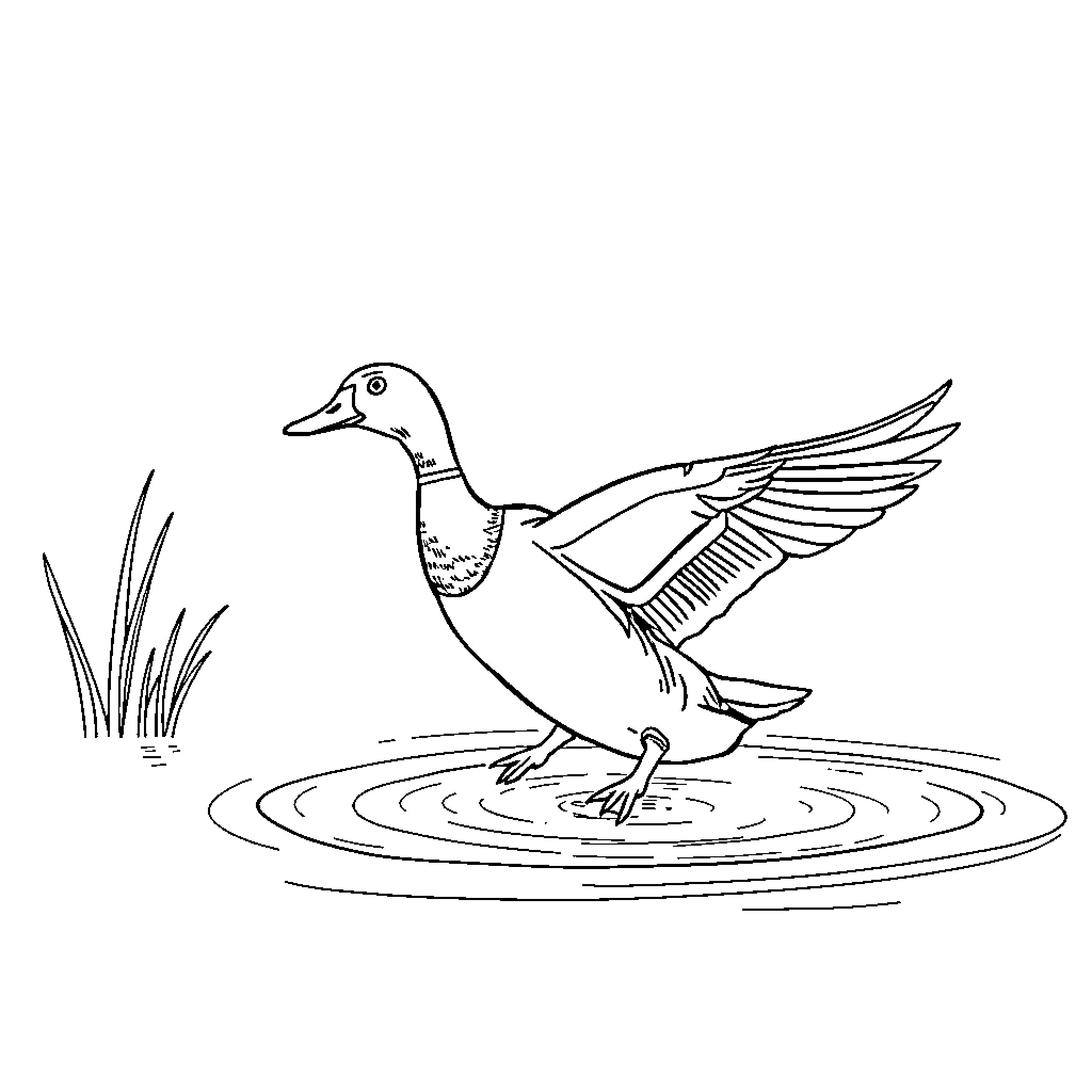 Mallard duck wading through pond waters Coloring Page (free black-and-white line drawing printable PDF for all, from beginners to advanced learners, including children, teens, adults, and seniors)