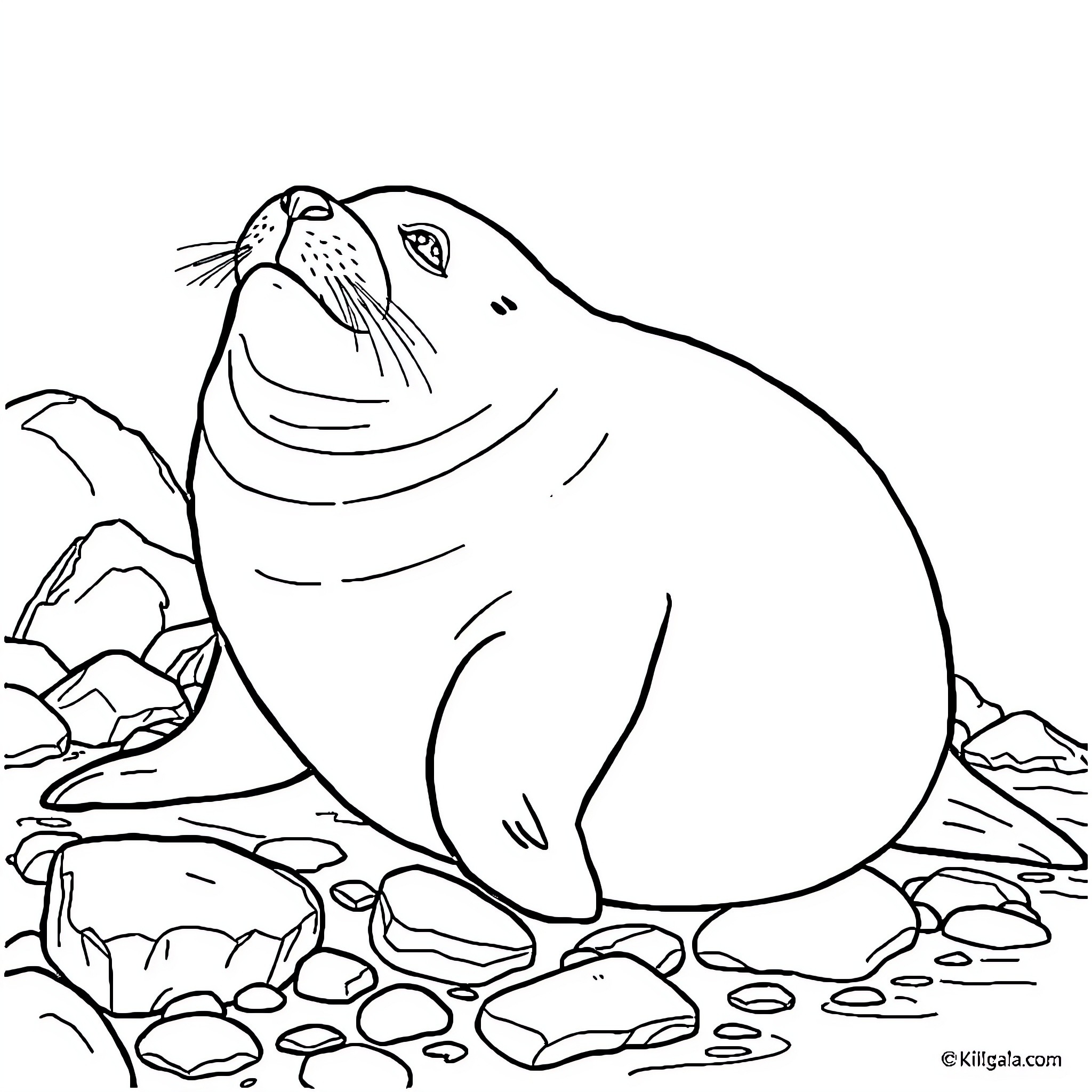 Seal resting on rocky shore Coloring Page (free black-and-white line drawing printable PDF for all, from beginners to advanced learners, including children, teens, adults, and seniors)
