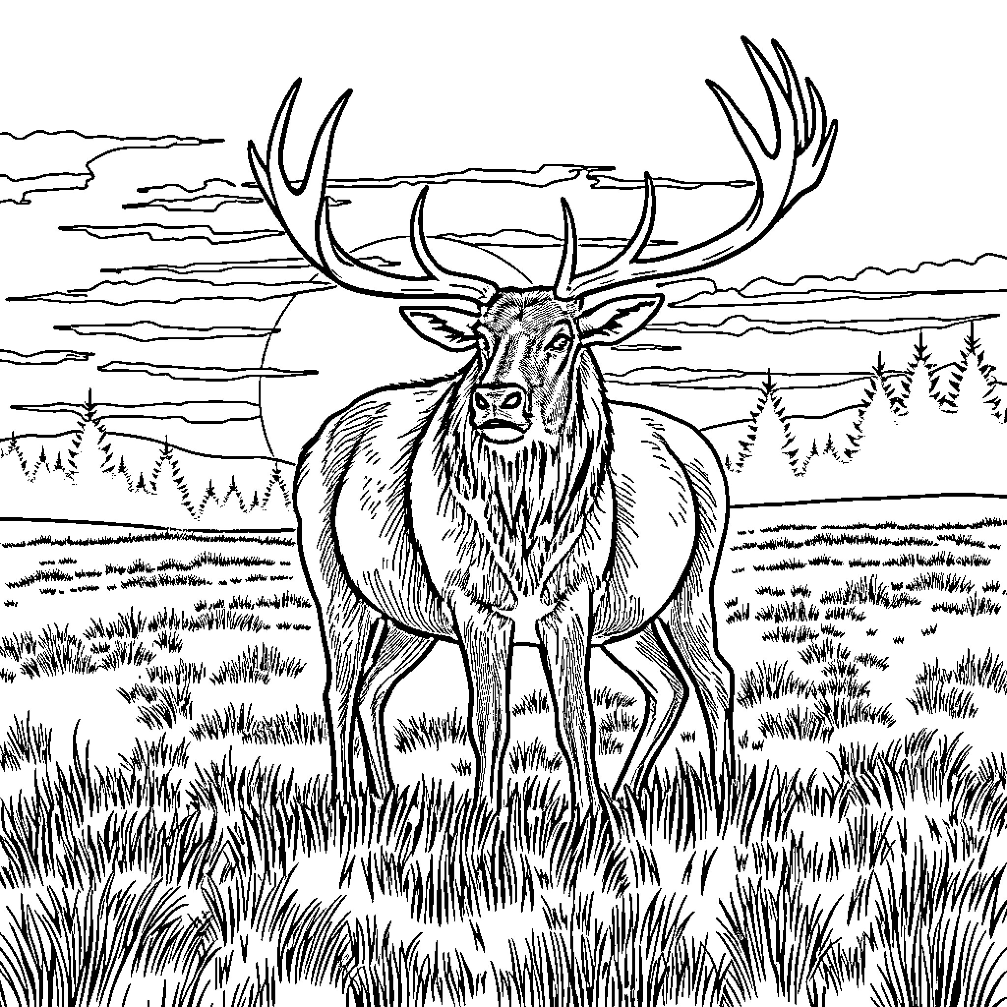 Elk standing majestically in the wilderness Coloring Page (free black-and-white line drawing printable PDF for all, from beginners to advanced learners, including children, teens, adults, and seniors)