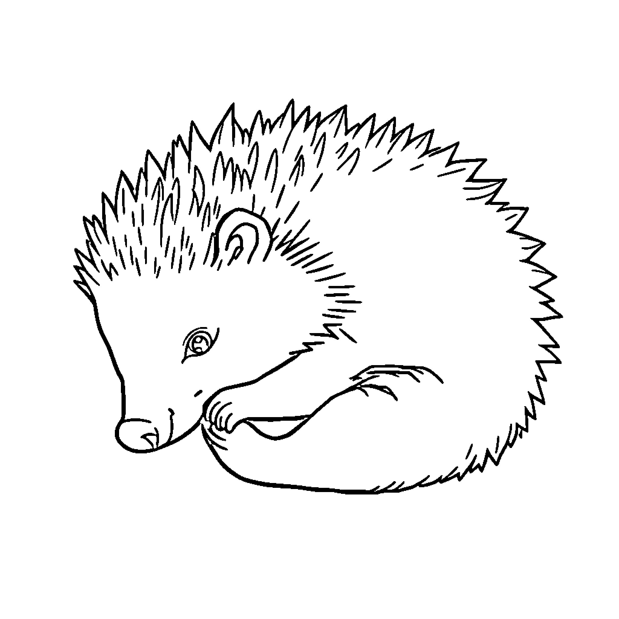 Hedgehog curled up in a ball Coloring Page (free black-and-white line drawing printable PDF for all, from beginners to advanced learners, including children, teens, adults, and seniors)
