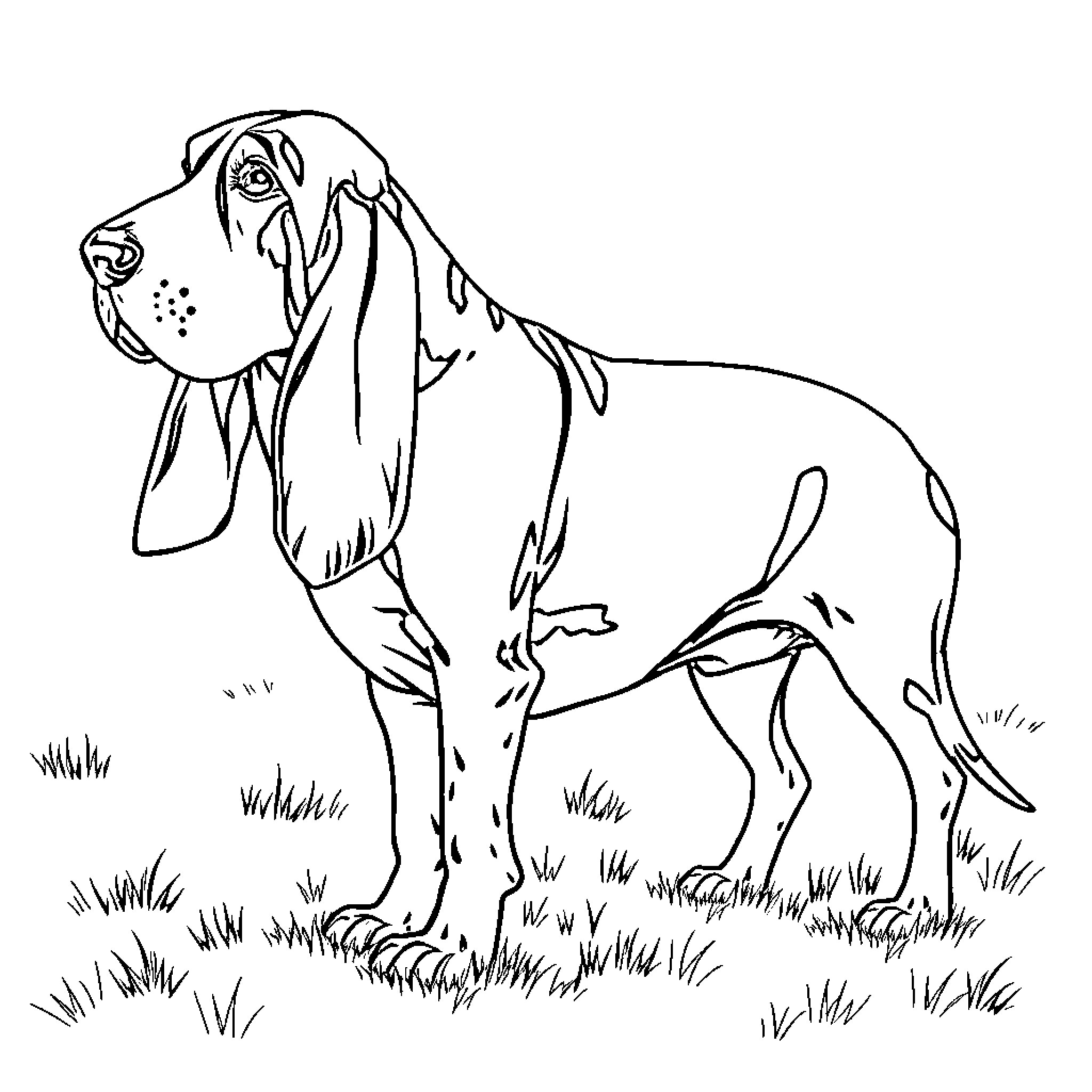Basset Hound enjoying the outdoors Coloring Page (free black-and-white line drawing printable PDF for all, from beginners to advanced learners, including children, teens, adults, and seniors)