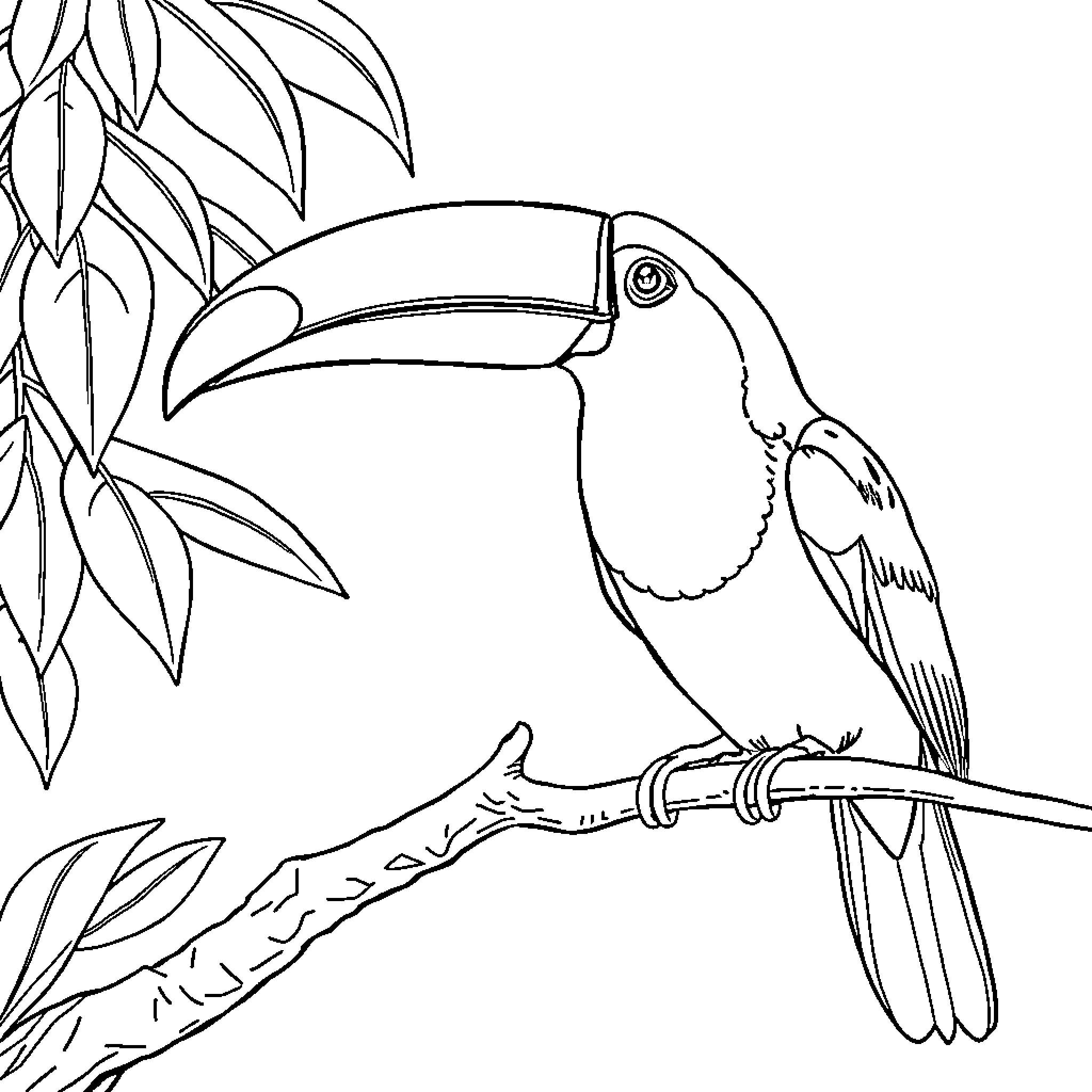 Tucán perched on a branch Coloring Page (free black-and-white line drawing printable PDF for all, from beginners to advanced learners, including children, teens, adults, and seniors)