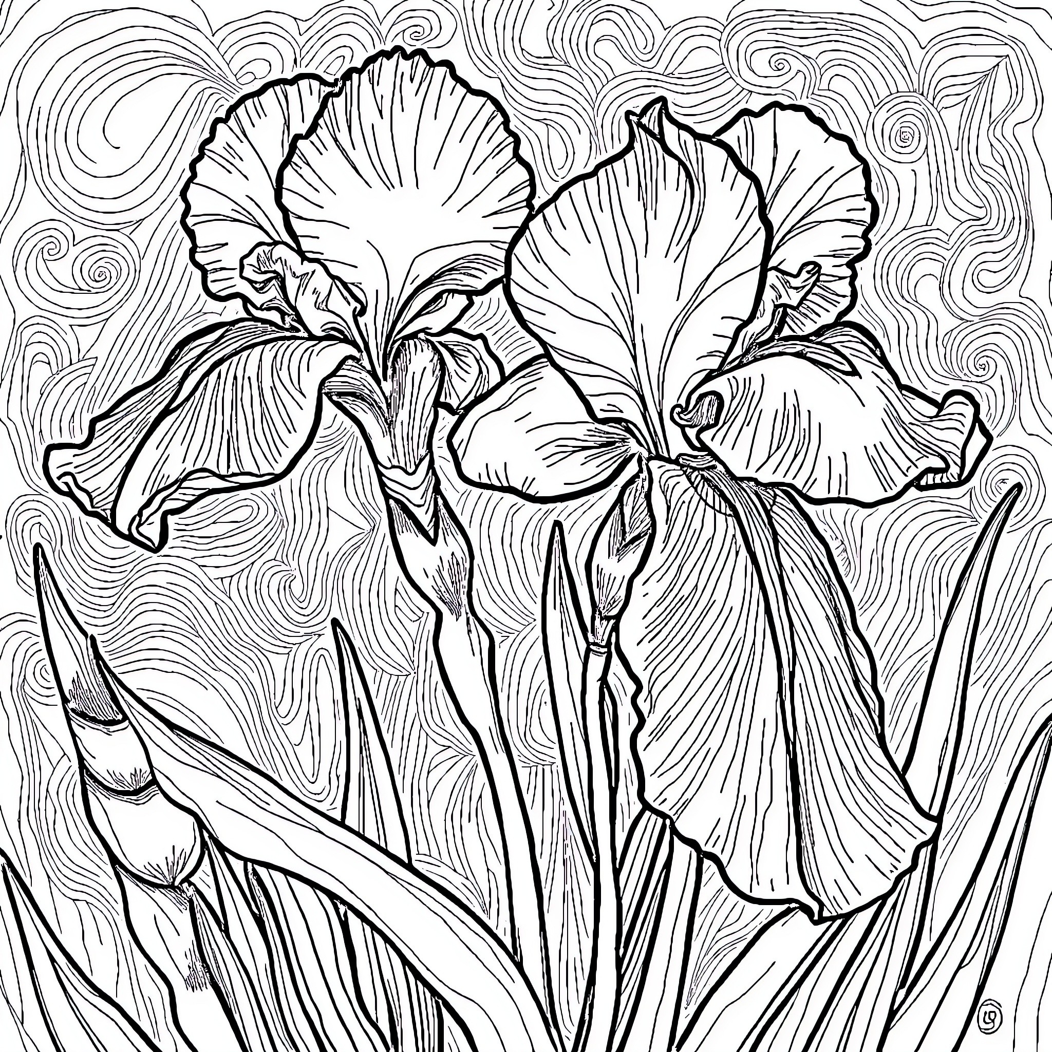 Iris Blooming in Expressive Splendor Coloring Page (free black-and-white line drawing printable PDF for all, from beginners to advanced learners, including children, teens, adults, and seniors)