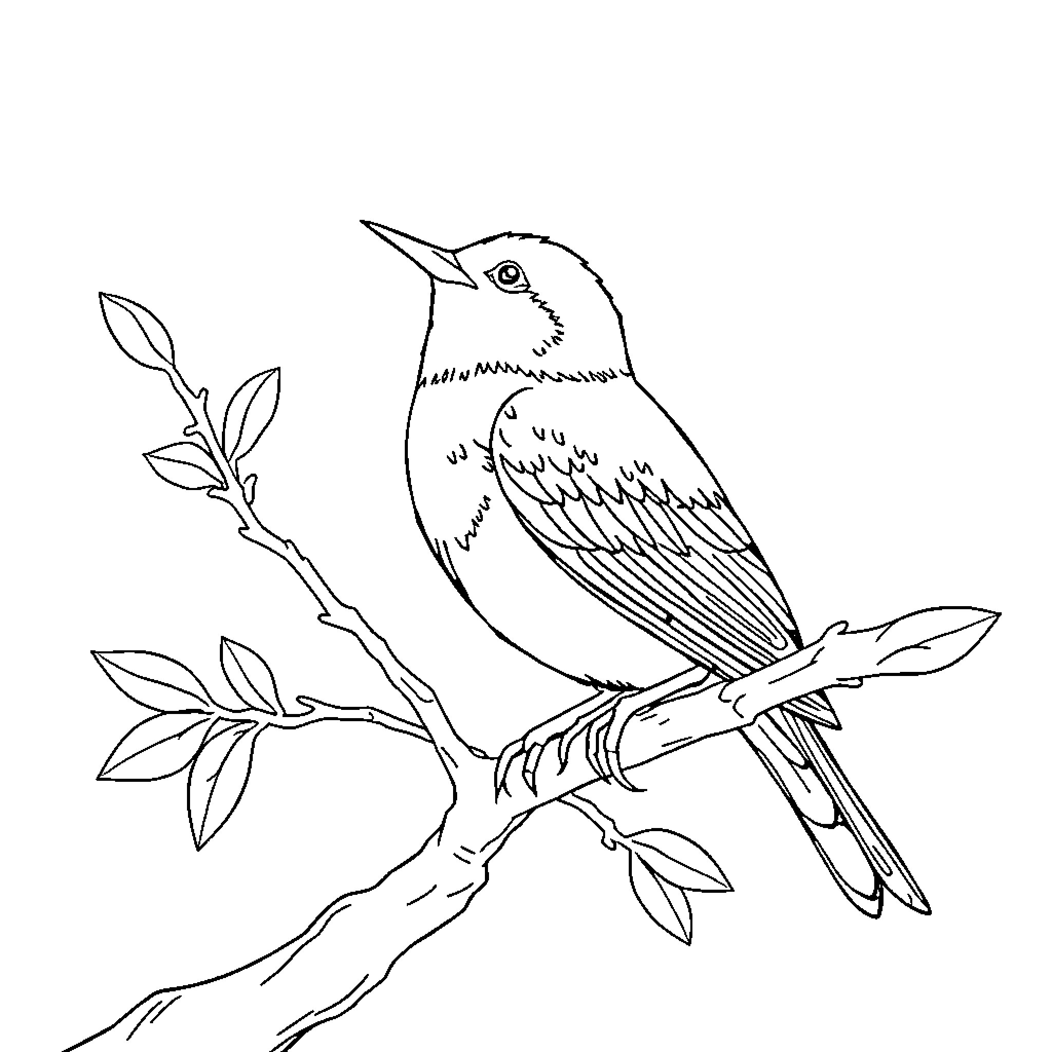 Rossignol perched on a branch Coloring Page (free black-and-white line drawing printable PDF for all, from beginners to advanced learners, including children, teens, adults, and seniors)