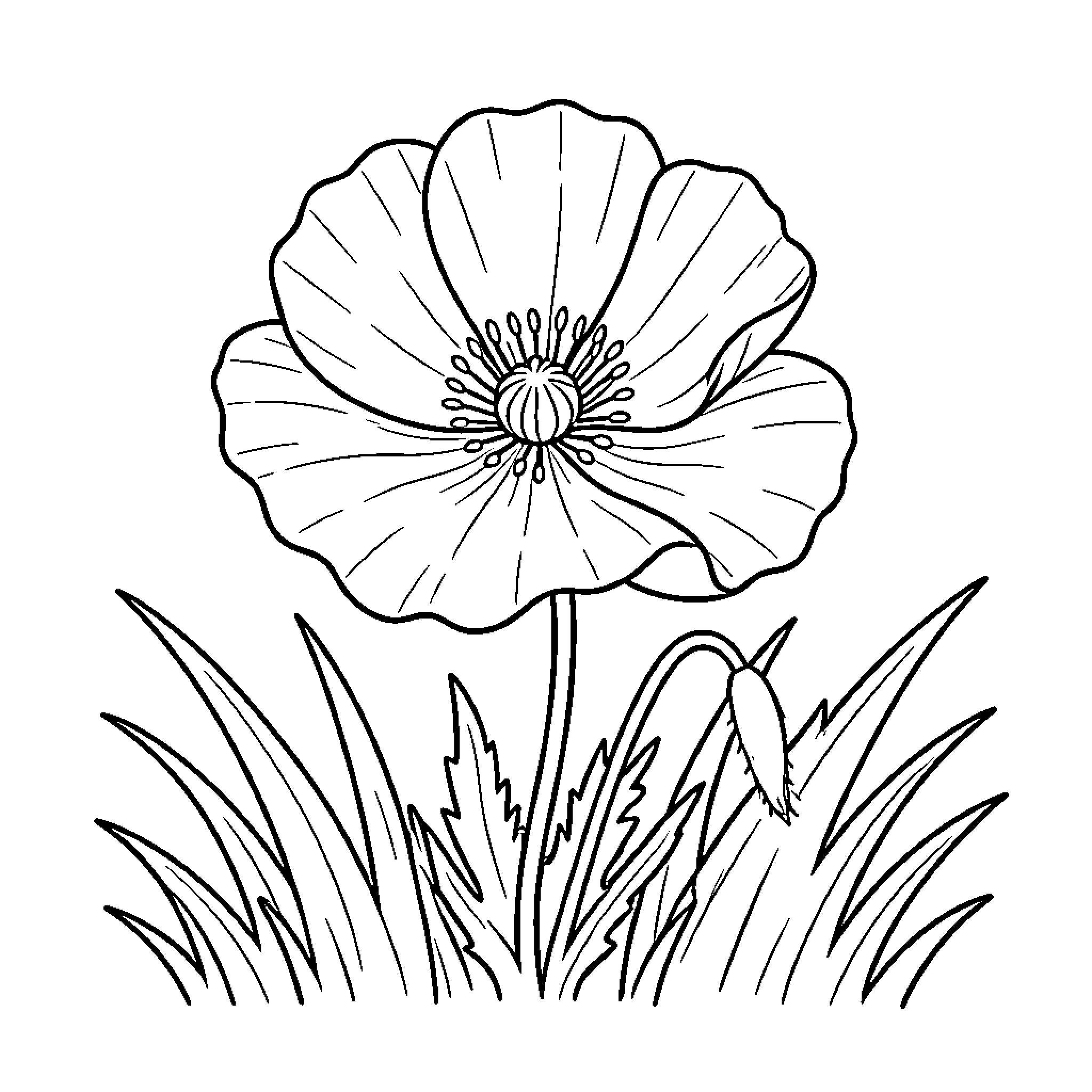 Poppy flower blooming in the meadow Coloring Page (free black-and-white line drawing printable PDF for all, from beginners to advanced learners, including children, teens, adults, and seniors)