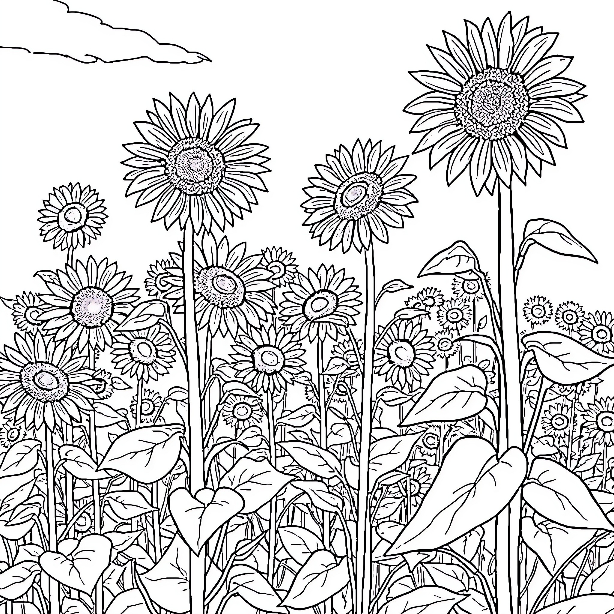 Sunflower field in full bloom Coloring Page (free black-and-white line drawing printable PDF for all, from beginners to advanced learners, including children, teens, adults, and seniors)