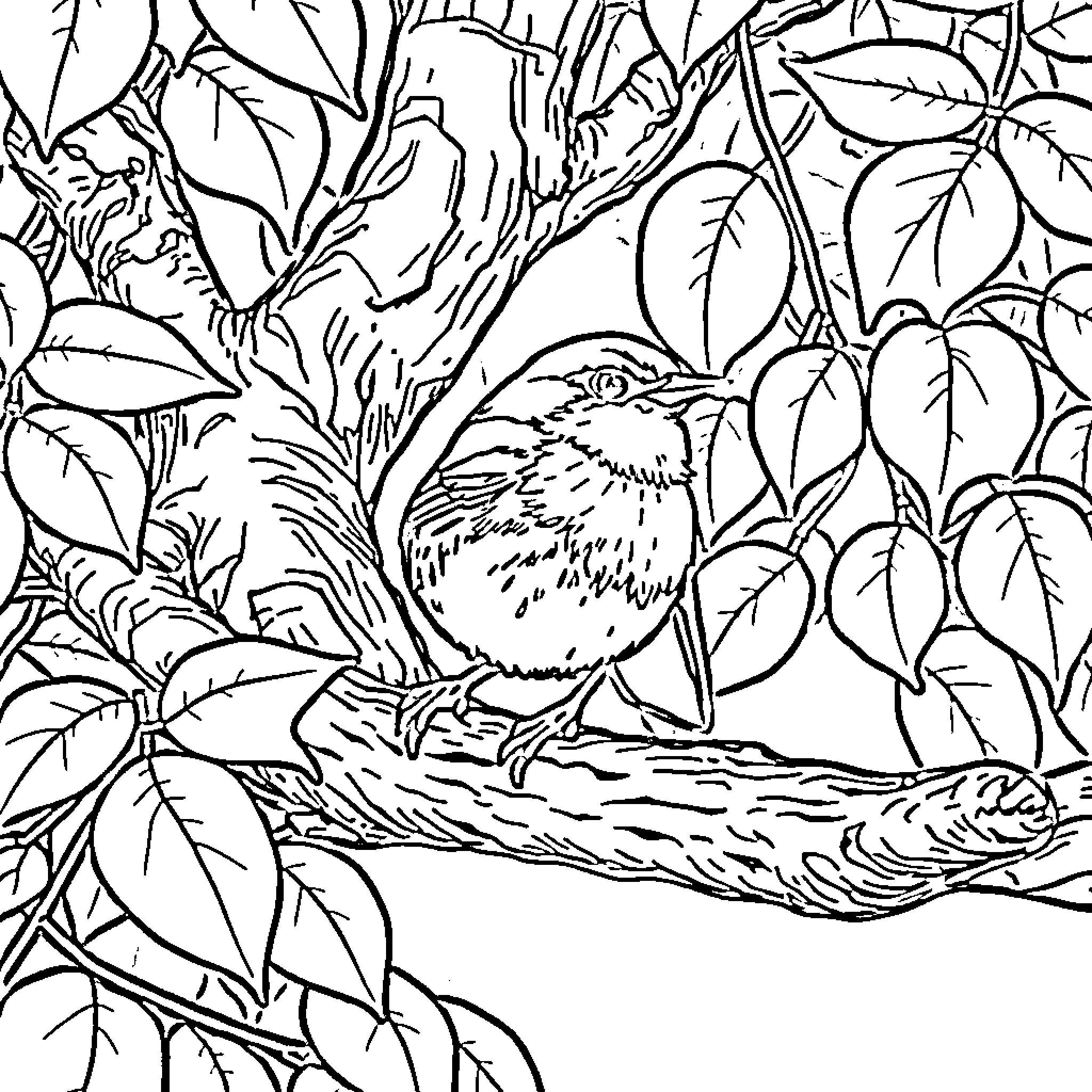 Robin perched on a branch in a lush forest Coloring Page (free black-and-white line drawing printable PDF for all, from beginners to advanced learners, including children, teens, adults, and seniors)