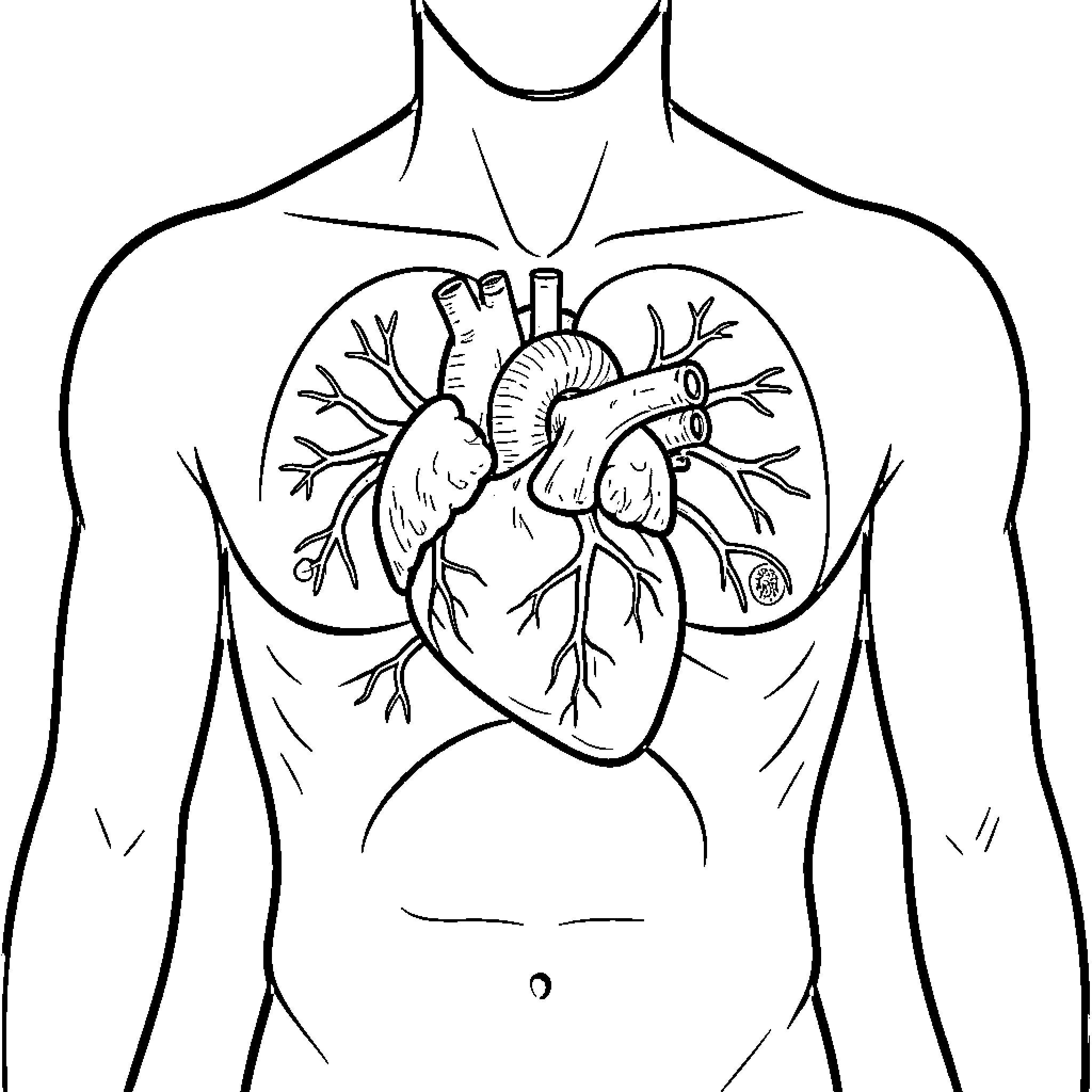 Heart of a human body Coloring Page (free black-and-white line drawing printable PDF for all, from beginners to advanced learners, including children, teens, adults, and seniors)