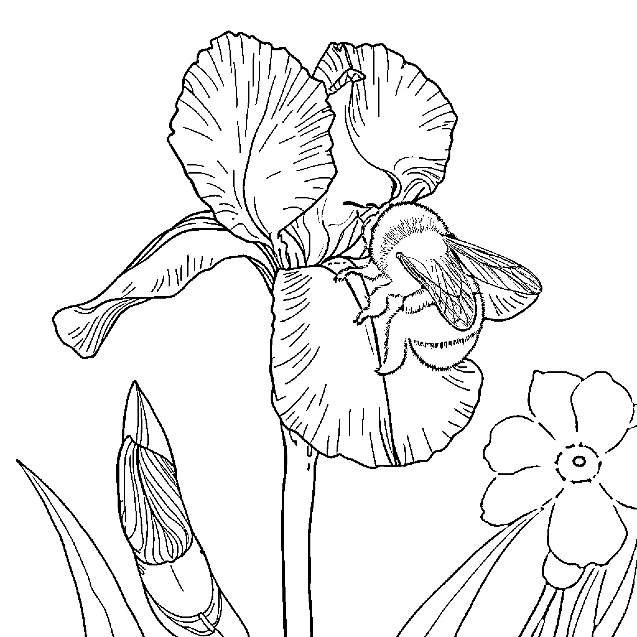 Iris Blooming with Delicate Petals Coloring Page (free black-and-white line drawing printable PDF for all, from beginners to advanced learners, including children, teens, adults, and seniors)