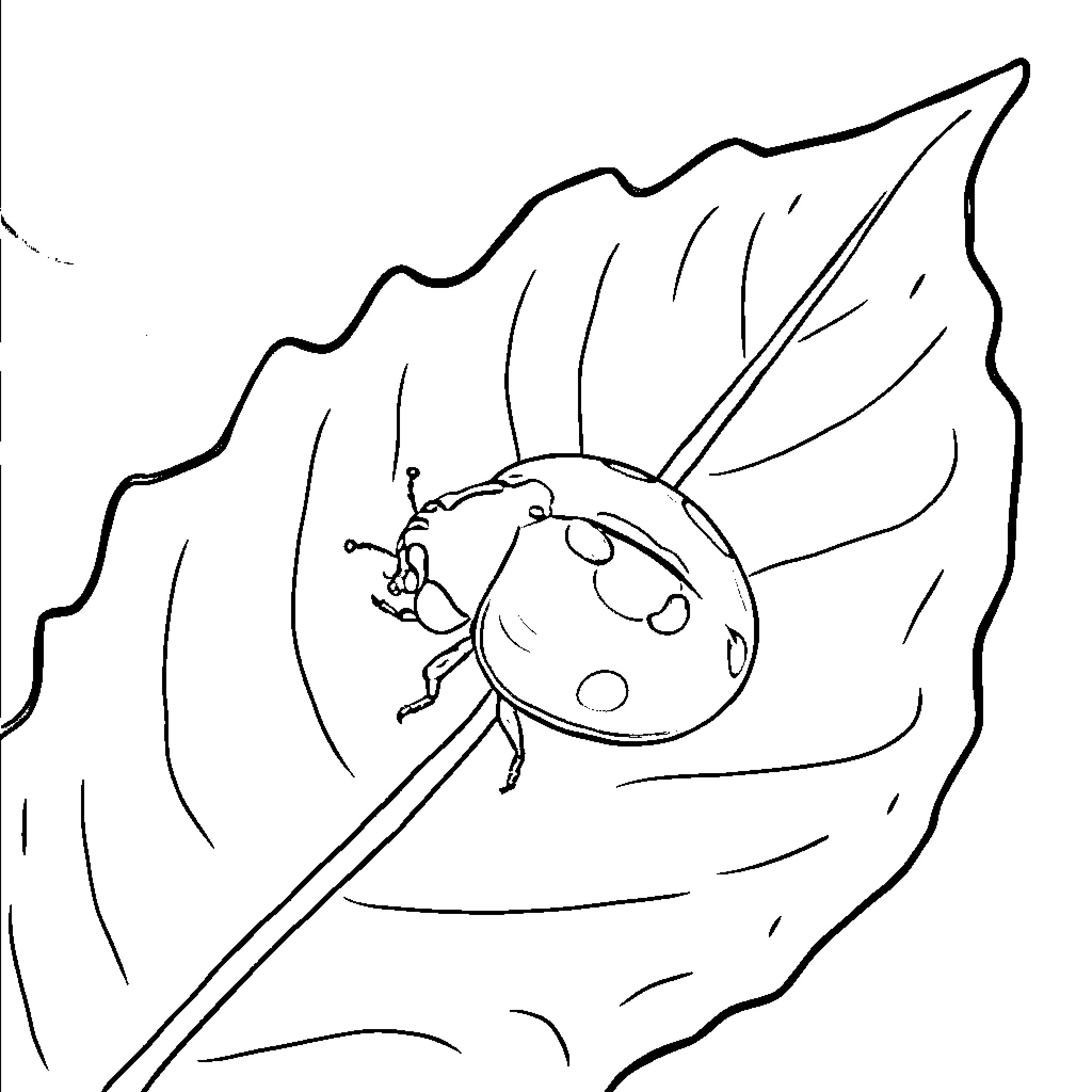 Ladybug exploring a leaf Coloring Page (free black-and-white line drawing printable PDF for all, from beginners to advanced learners, including children, teens, adults, and seniors)