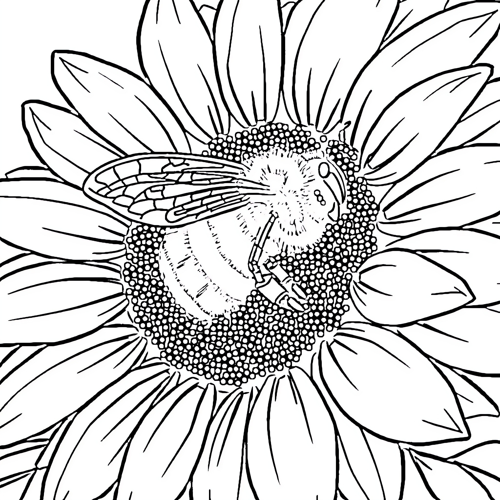 Bee exploring the sunflower Coloring Page (free black-and-white line drawing printable PDF for all, from beginners to advanced learners, including children, teens, adults, and seniors)